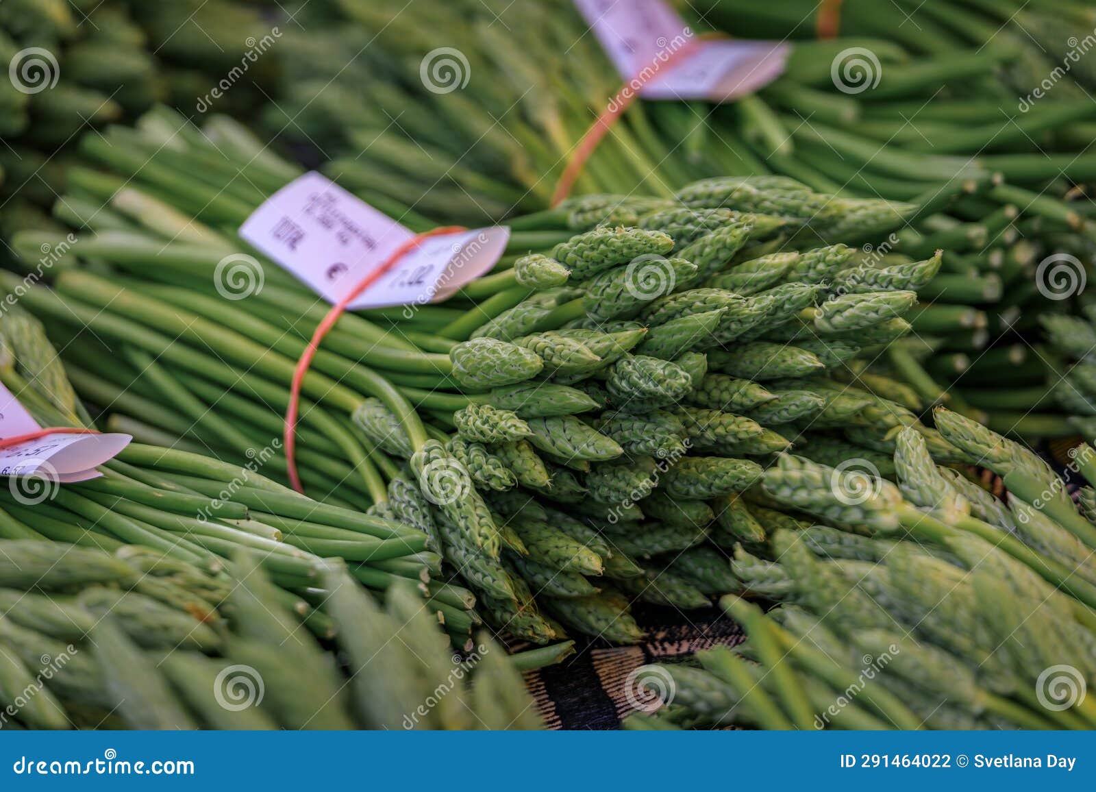 fresh local foraged wild green asparagus at a farmers market, strasbourg, france