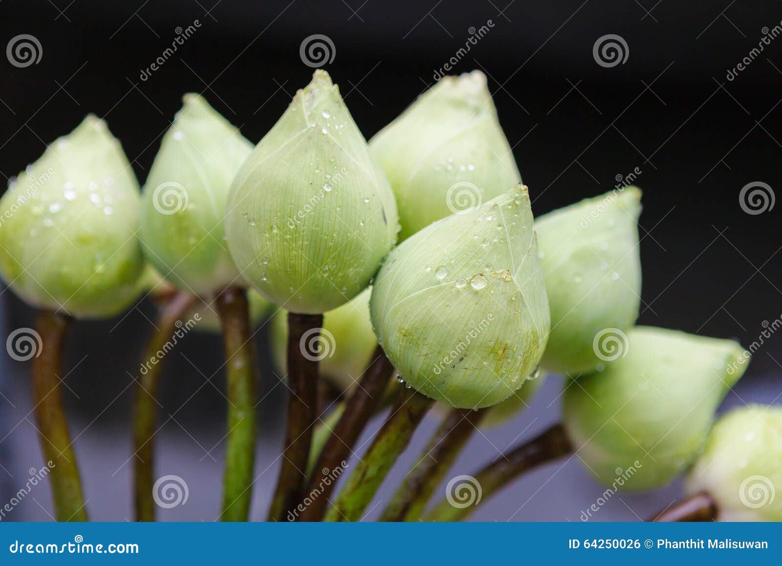 Fresh lotus flowers stock photo. Image of fresh, holding 64250026