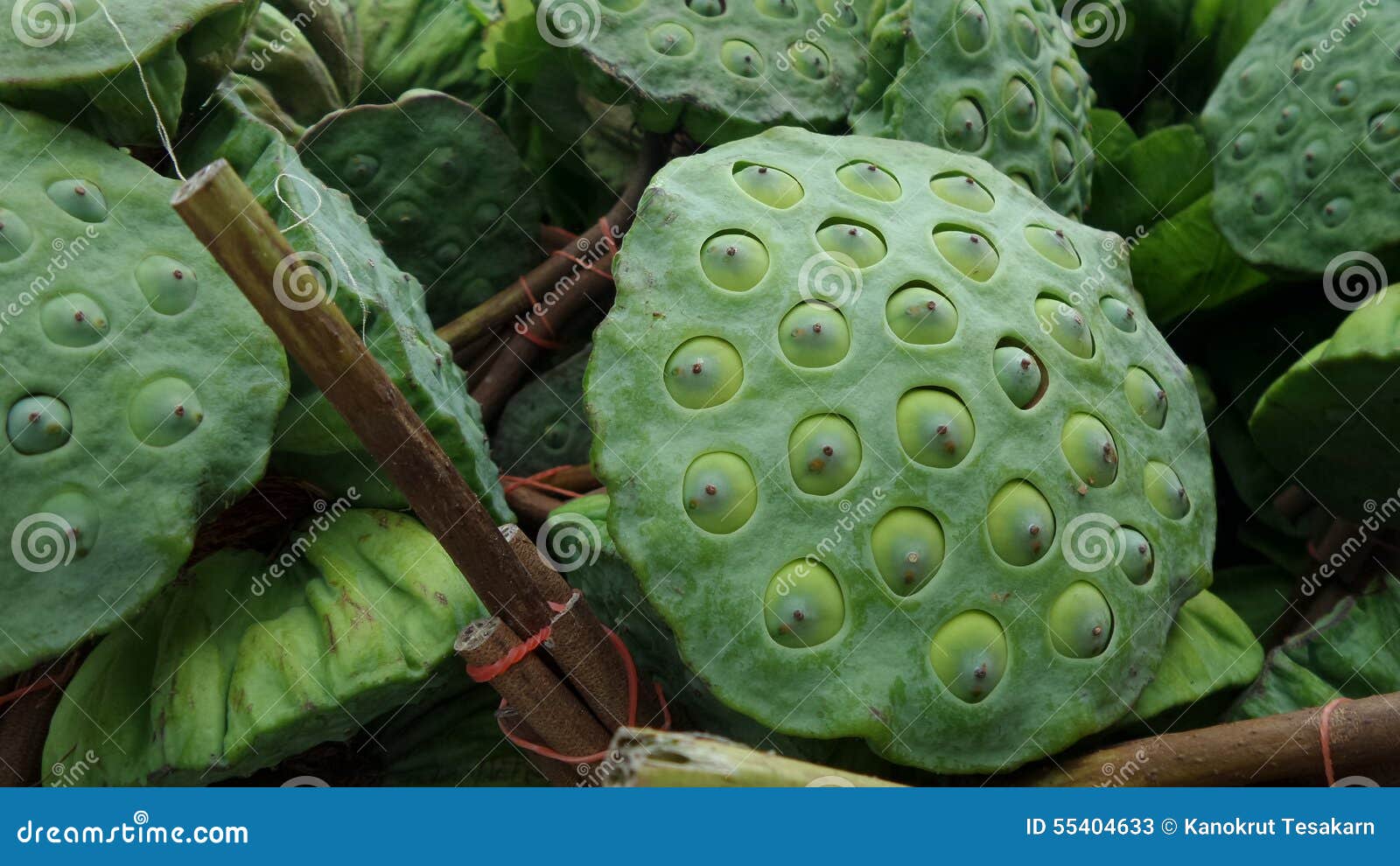 Fresh lotus pod and seed stock image. Image of fruit 55404633