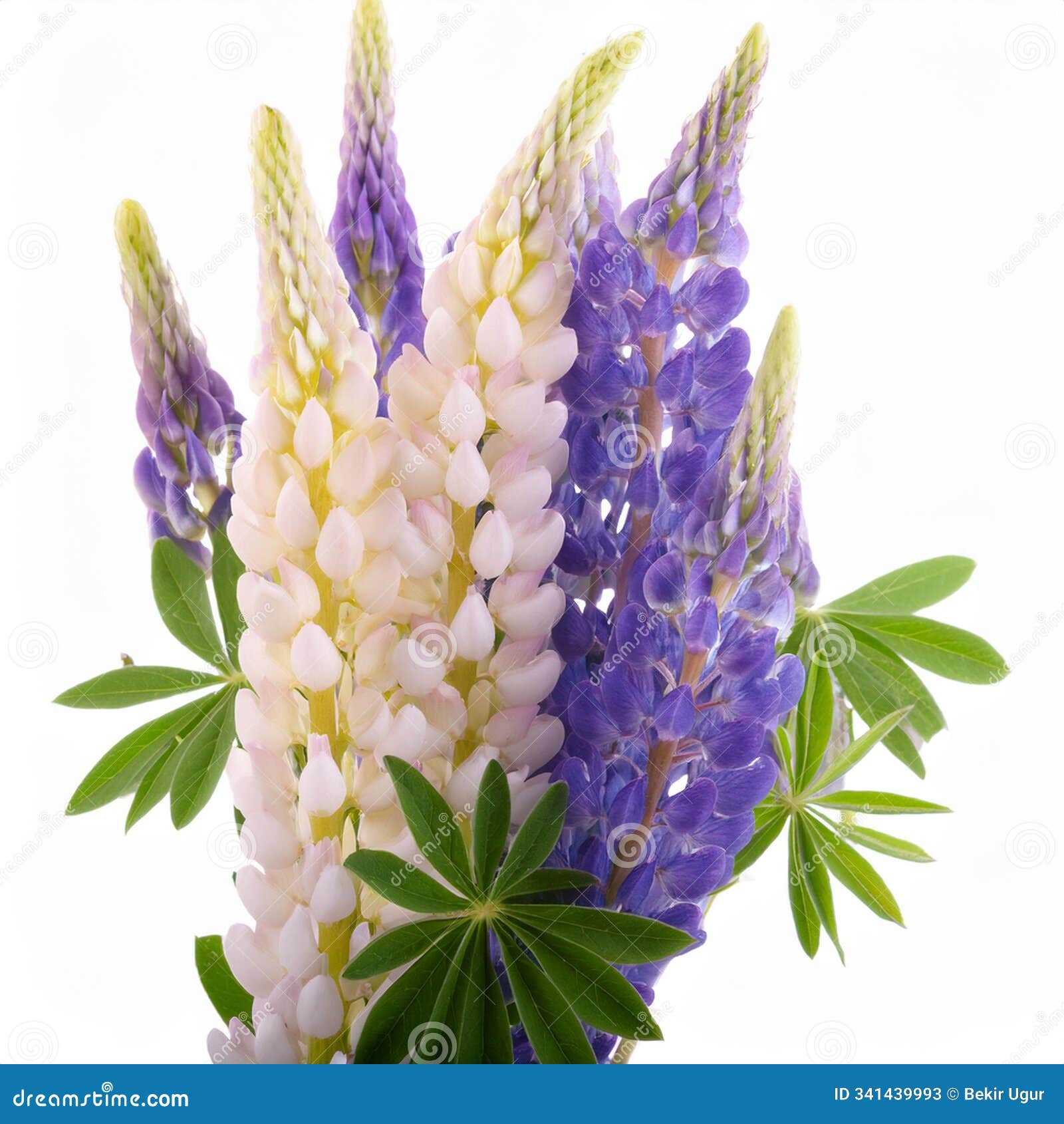 fresh lupinus  on white background. macro shot.