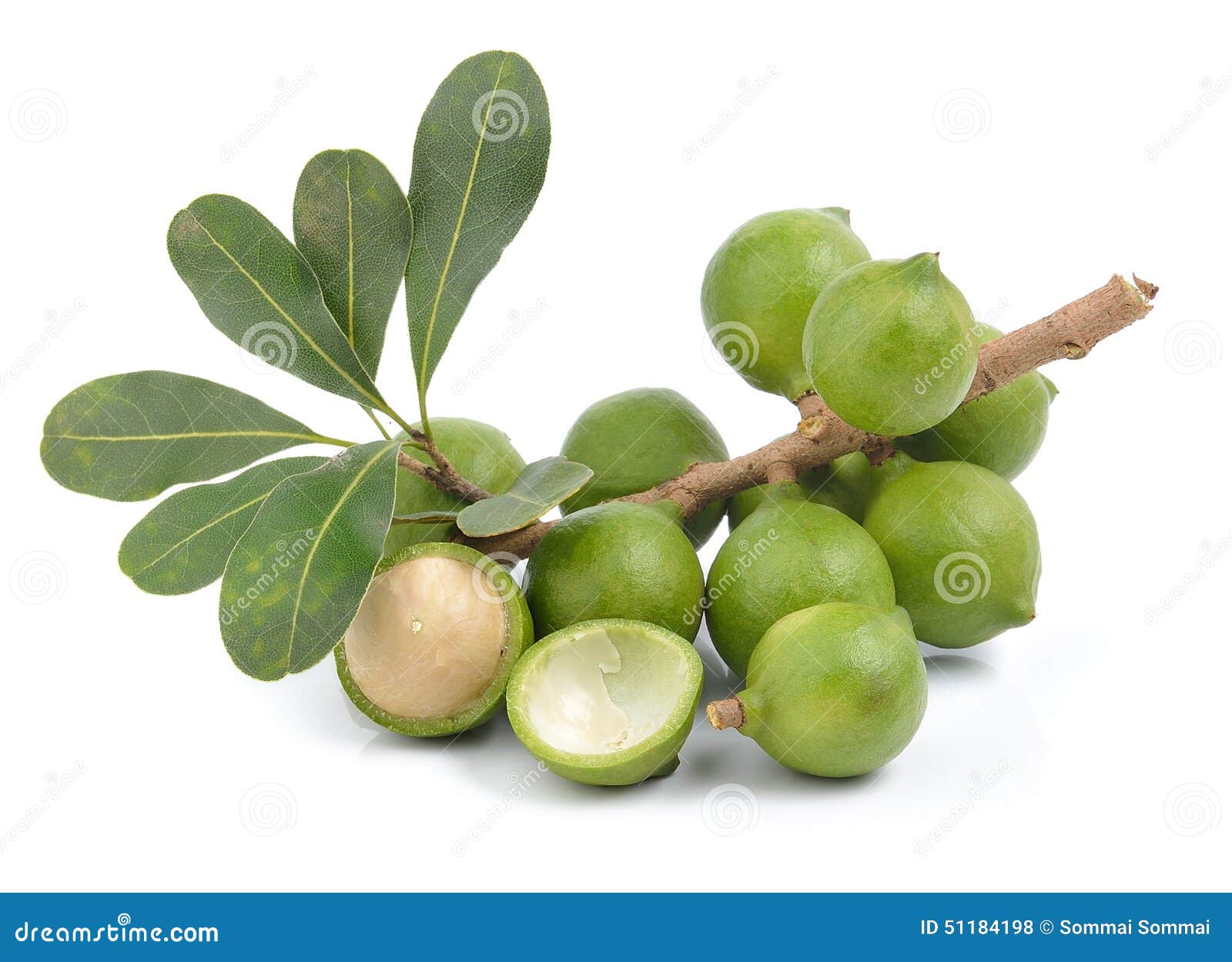 Fresh macadamia nut stock photo. Image of orchard, fruit 51184198