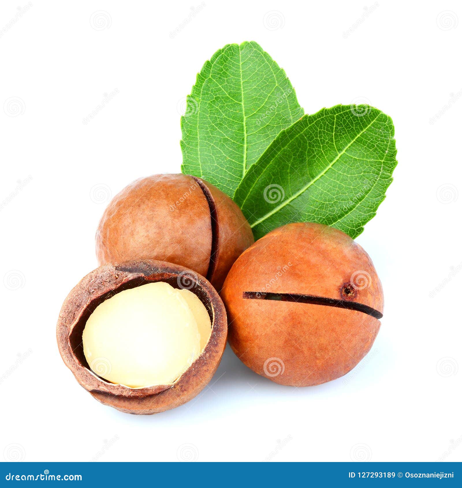 Fresh Macadamia Nuts With Leaf. Stock Image Image of macro, nuts