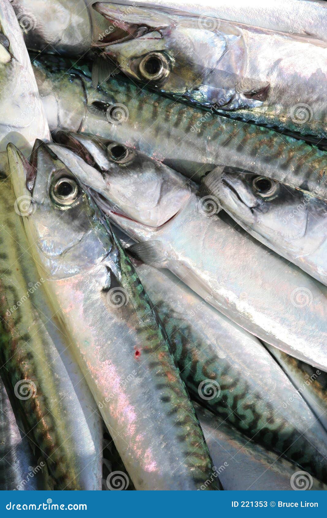 Fresh Mackerel stock image. Image of marine, fresh, fish 221353
