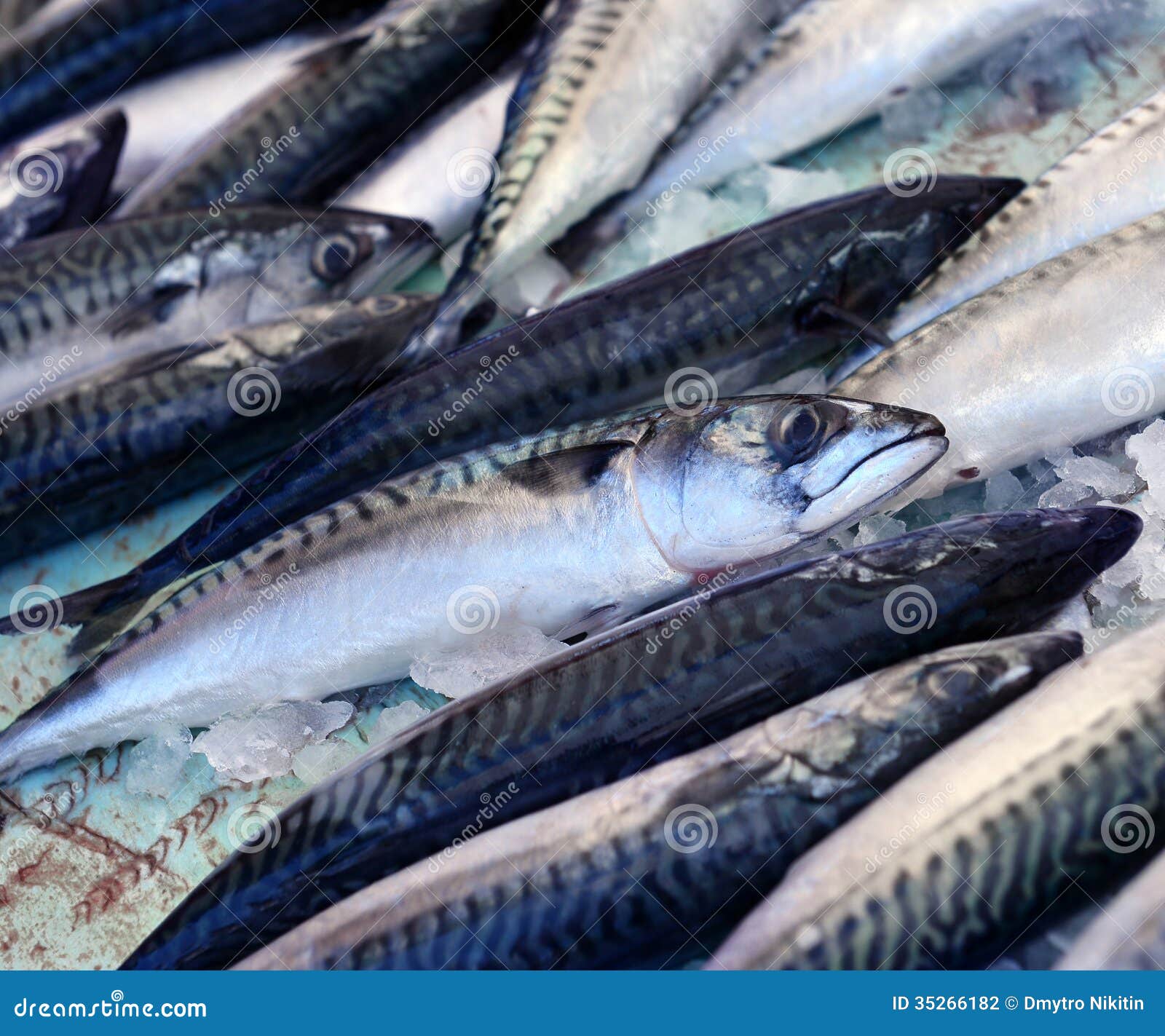 Fresh mackerel fish on ice stock photo. Image of fresh 35266182