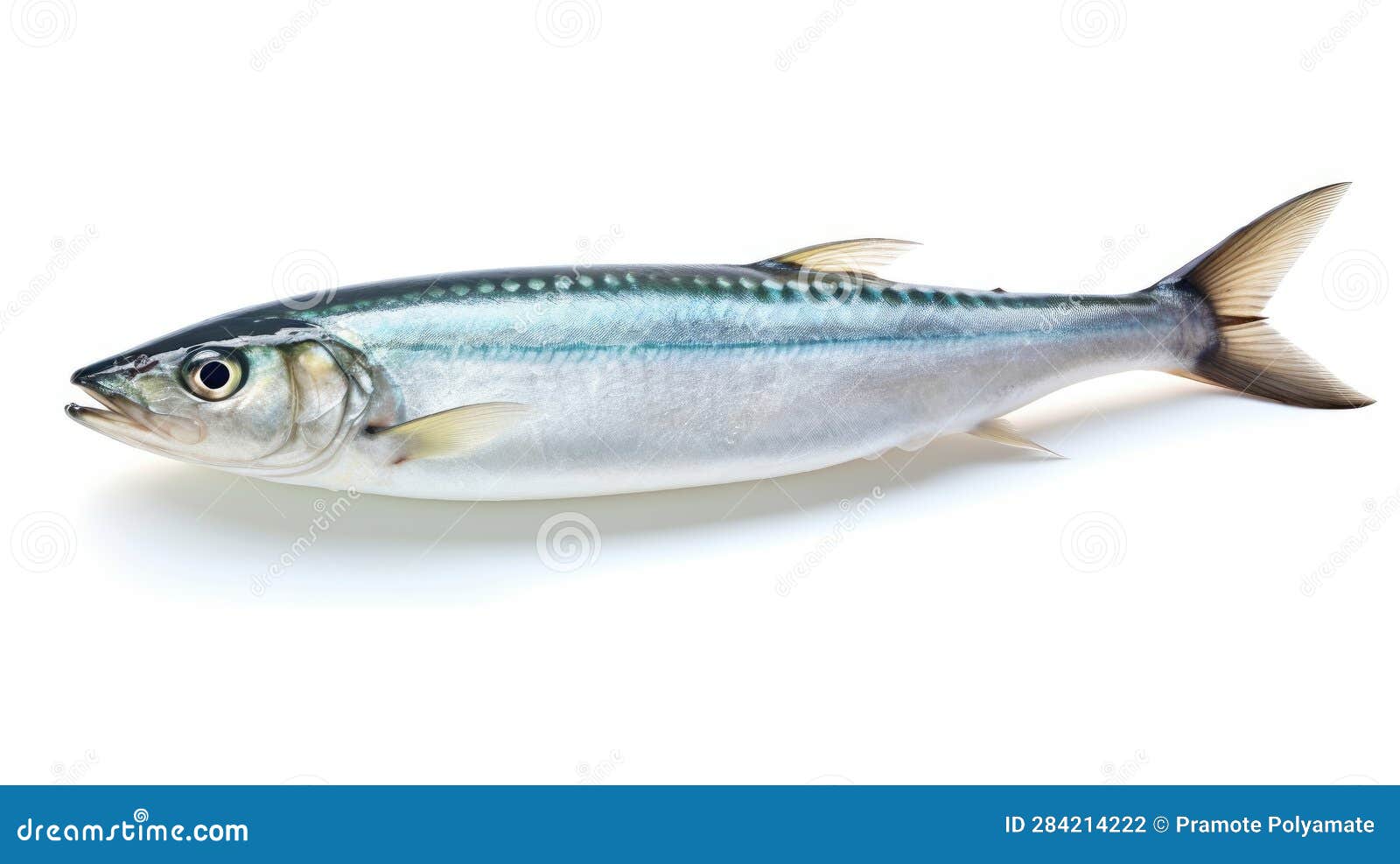 A Fresh Mackerel Fish Isolated on White Background. Atlantic Mackerel
