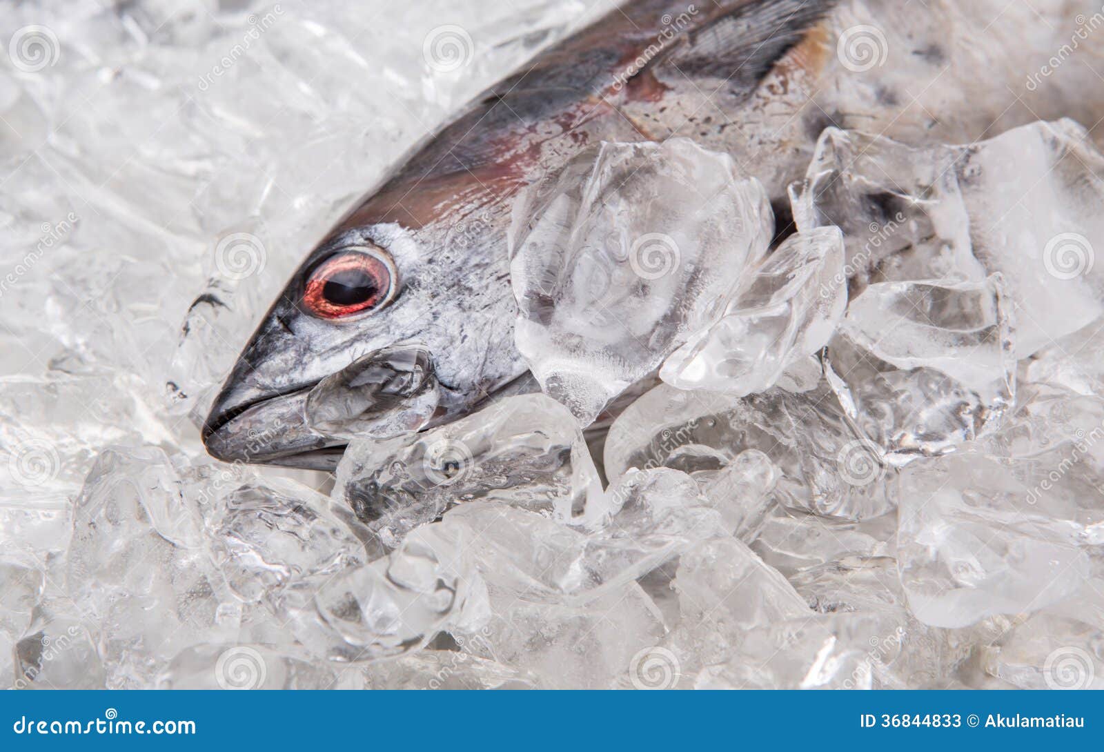 Fresh Mackerel Tuna II stock image. Image of delicious 36844833