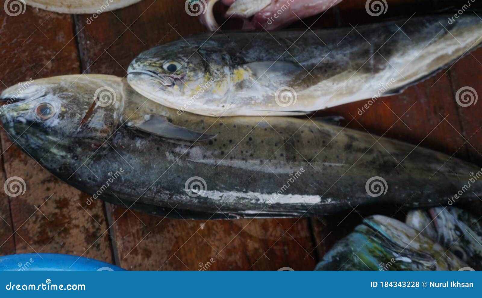 Fresh Mahimahi Fish at the Fish Market Stock Photo Image of asia