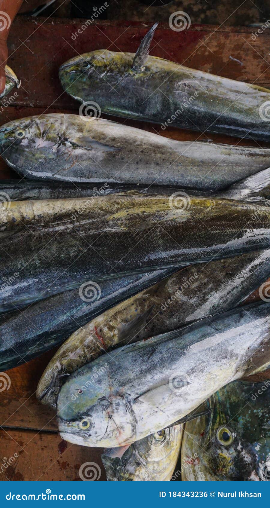 Fresh Mahimahi Fish at the Fish Market Stock Photo Image of market