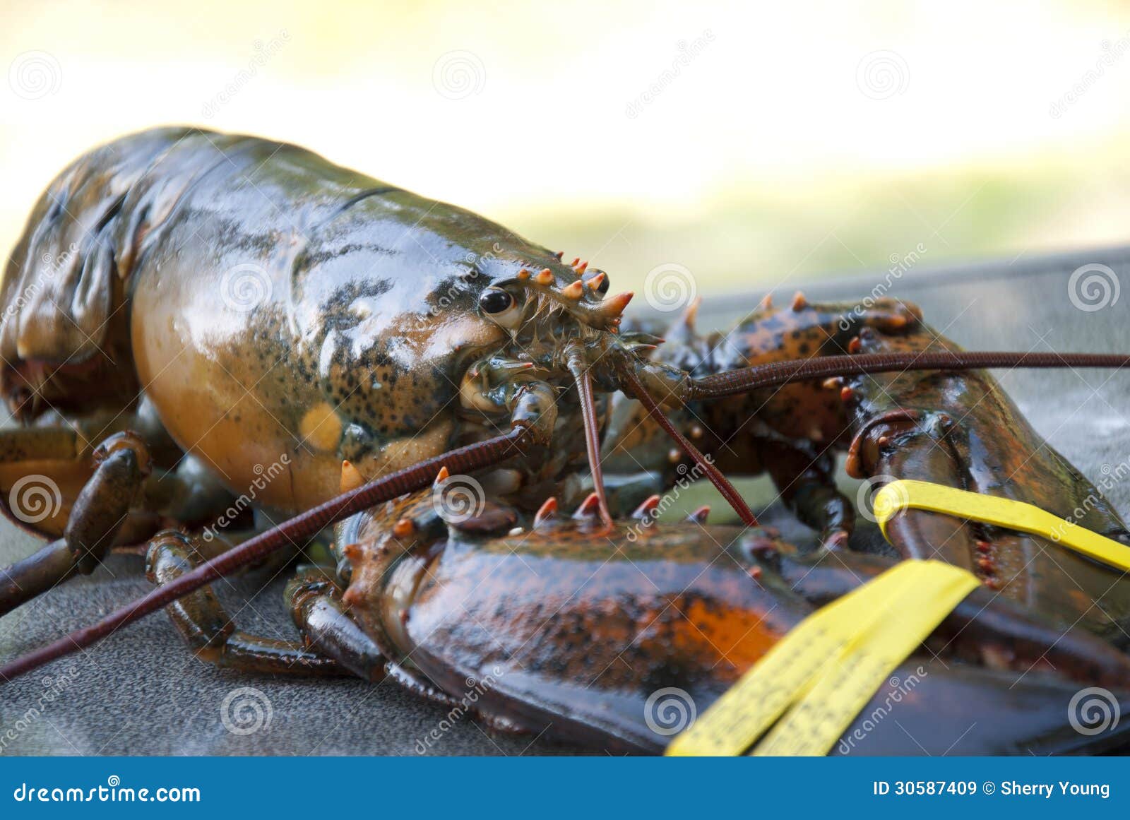 Fresh Maine Lobster stock image. Image of catch, food 30587409