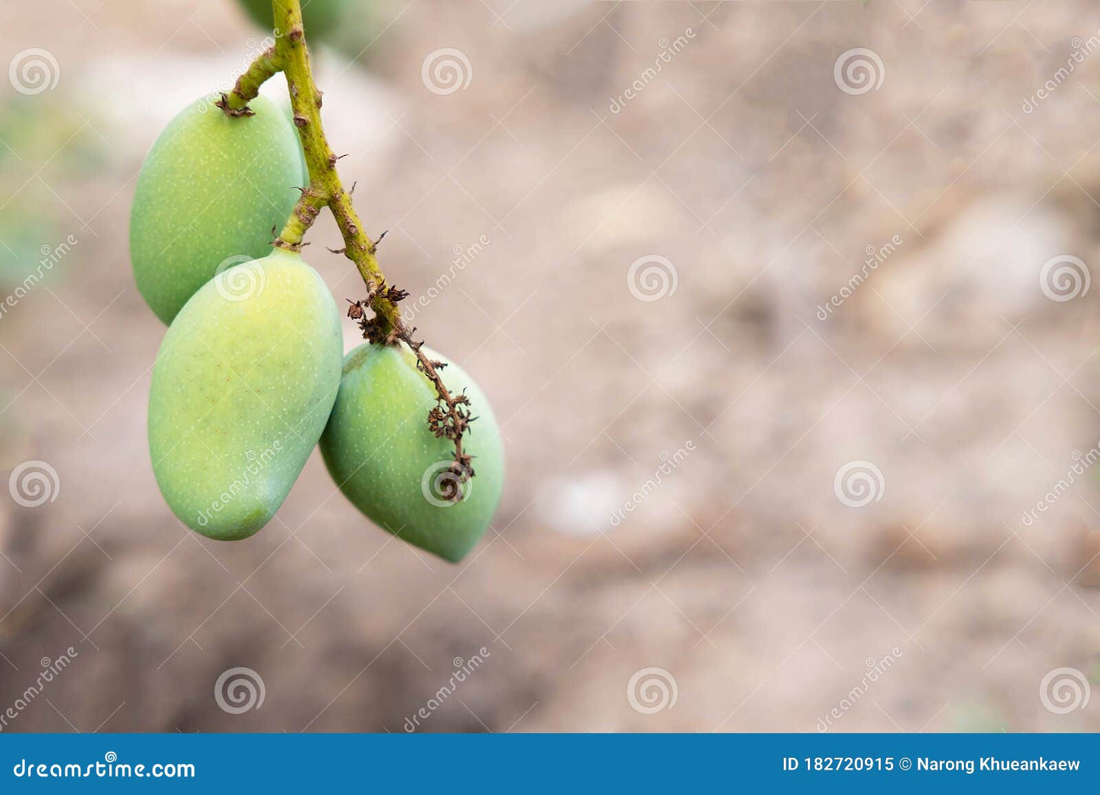 .Fresh Mango Fruit From Mango Tree Stock Image - Image of agriculture East Indian Mango Tree For Sale Florida
