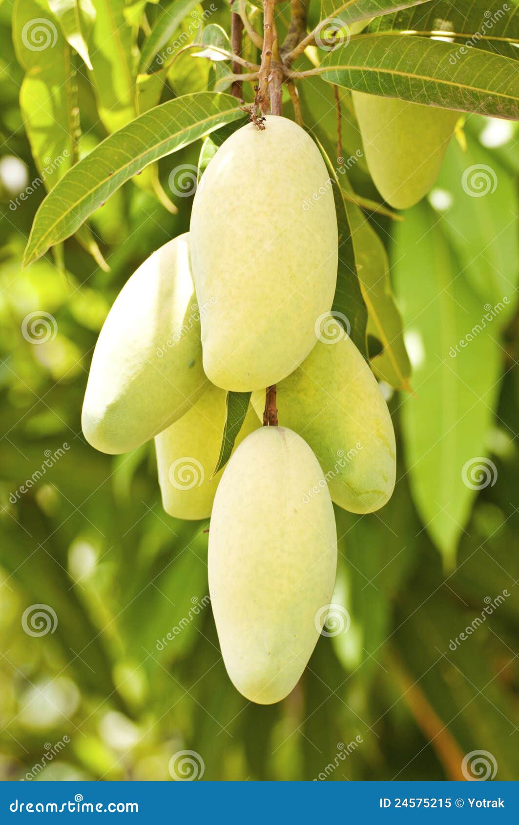 Fresh mangoes stock image. Image of nature, farm, feed 24575215