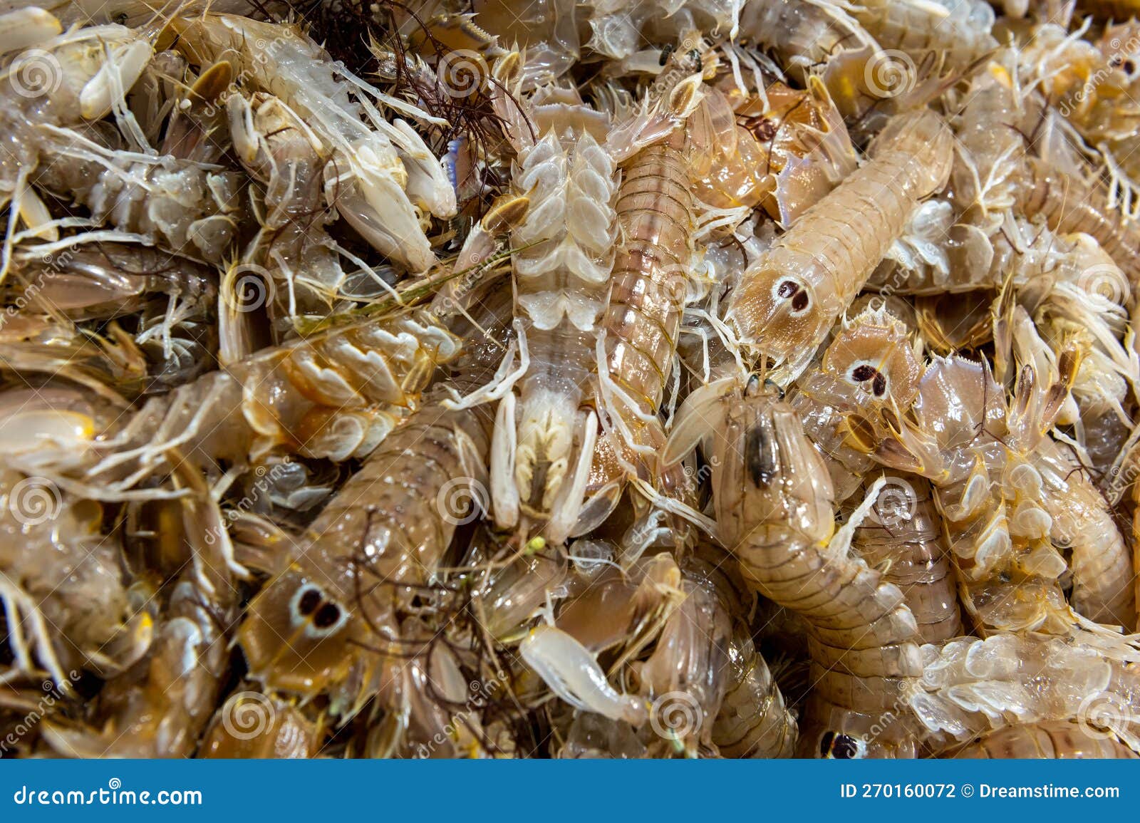 Fresh Mantis Shrimp Thai Street Food Display Stomatopods Background