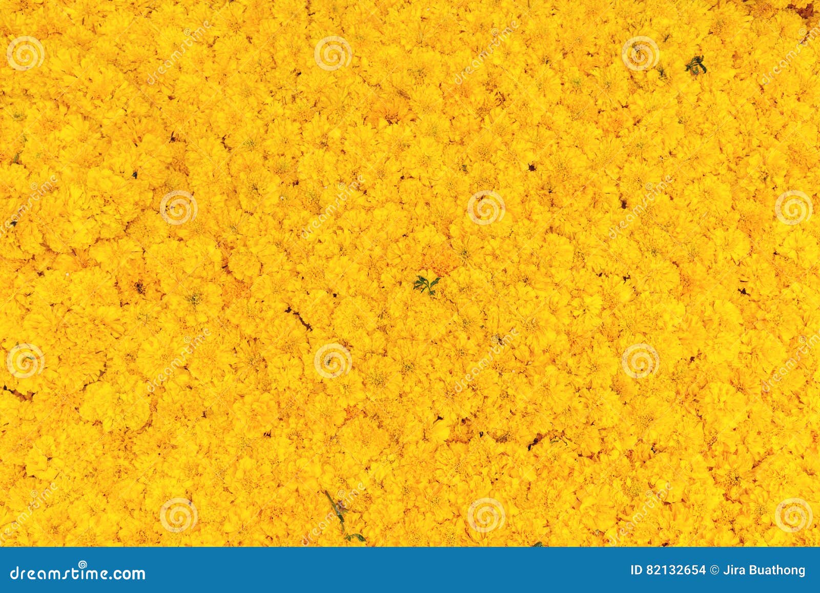 Fresh Marigold Flower Background Stock Photo - Image of flower, yellow:  82132654