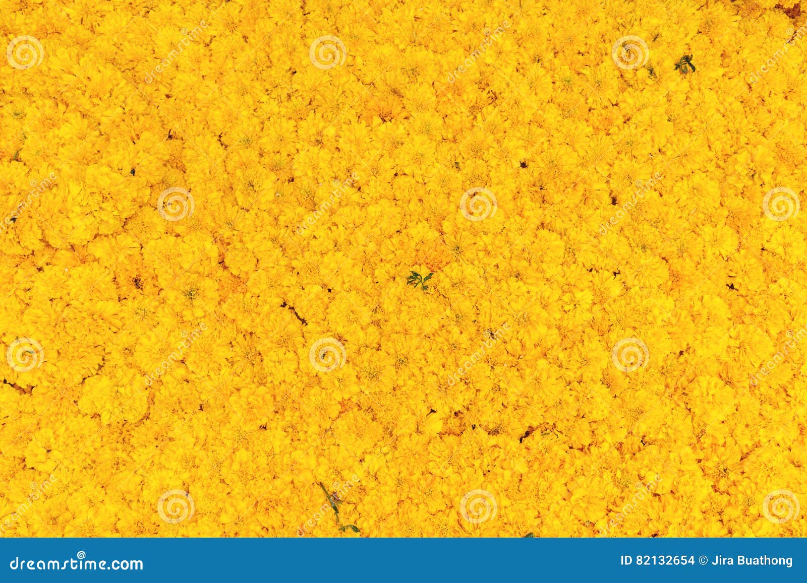 french marigold flower bokeh french marigold flower bokeh