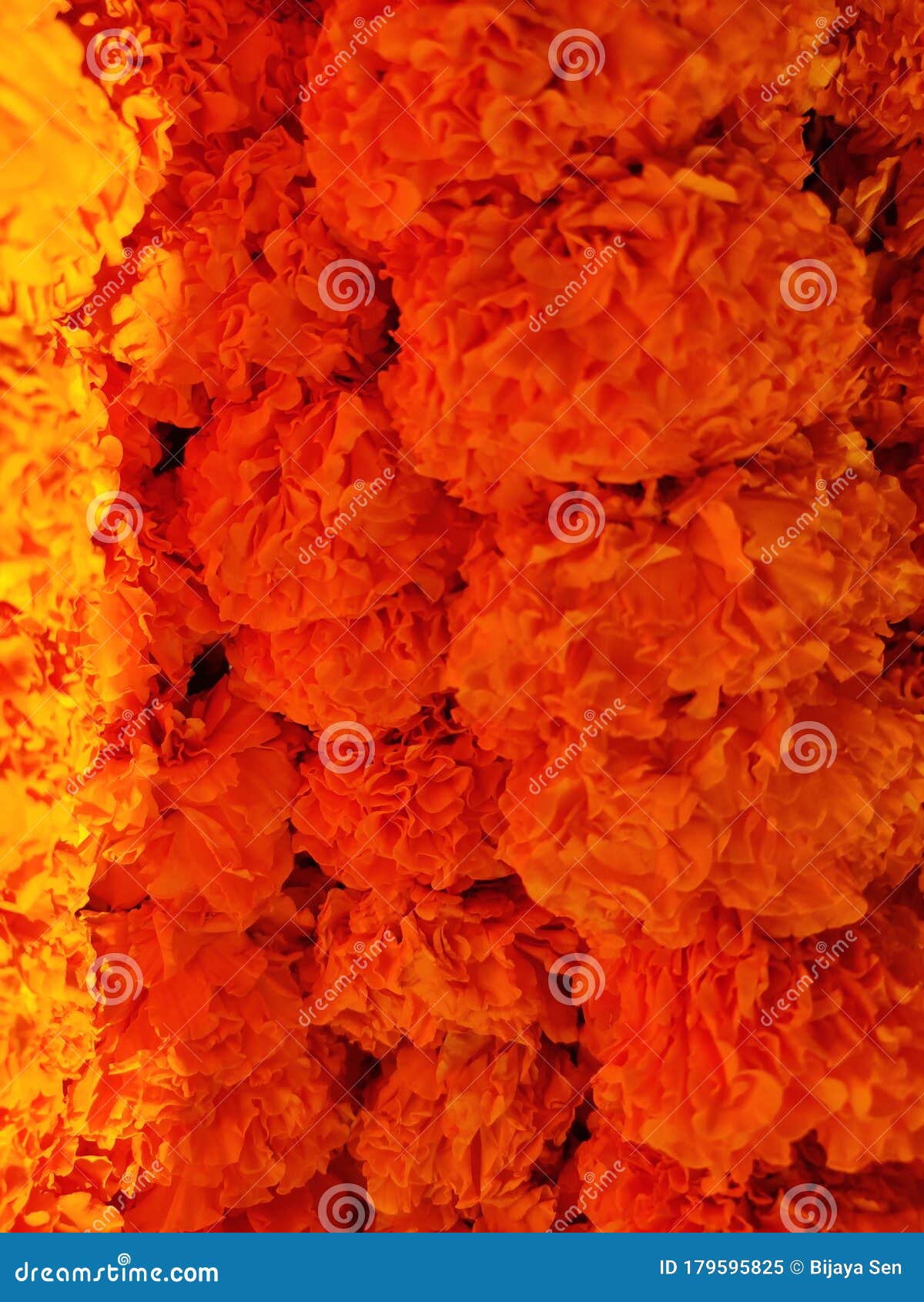 Fresh marigold flowers stock image. Image of plant, pink 179595825