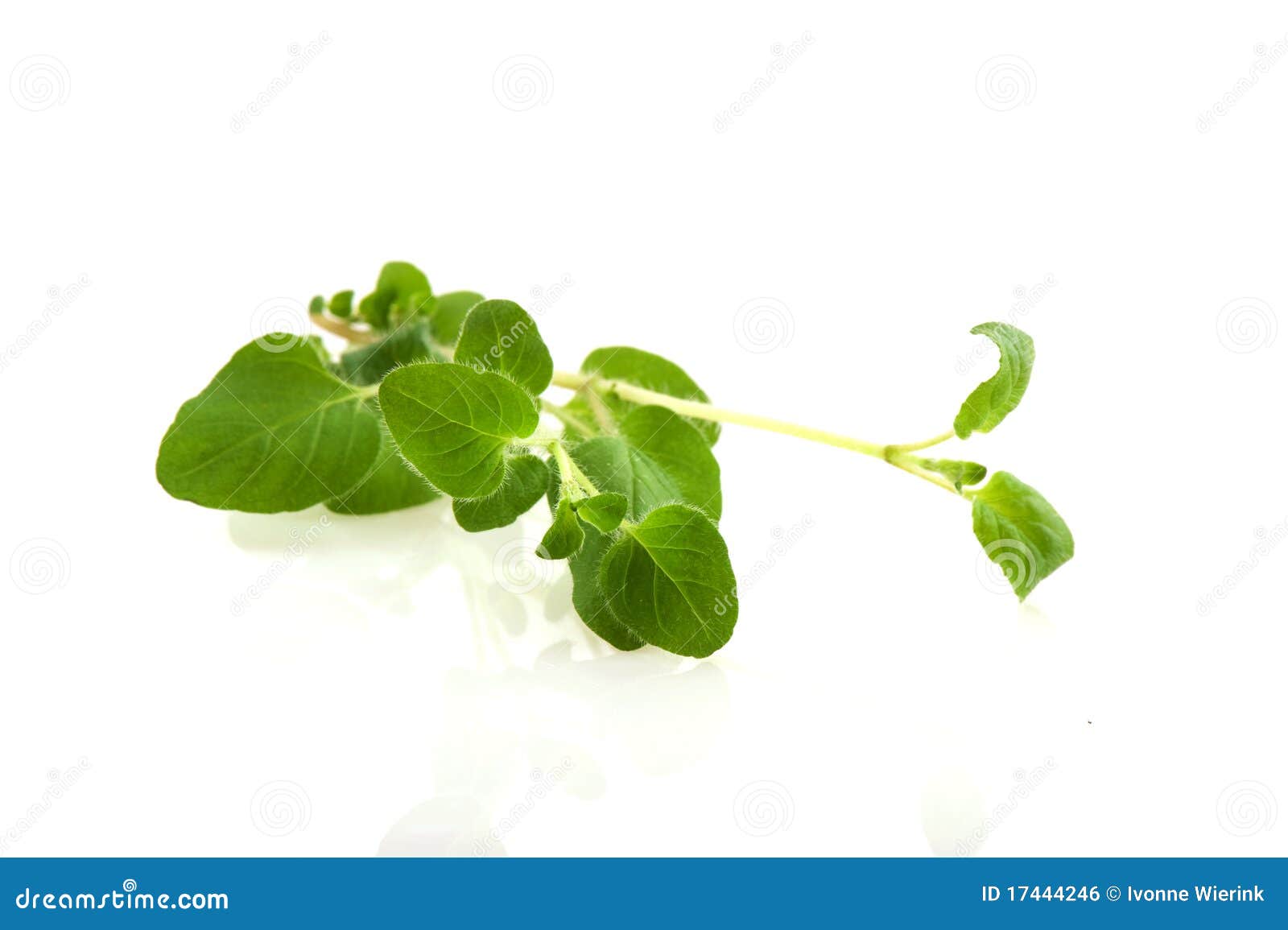 Fresh Marjoram stock photo. Image of branch, isolated 17444246