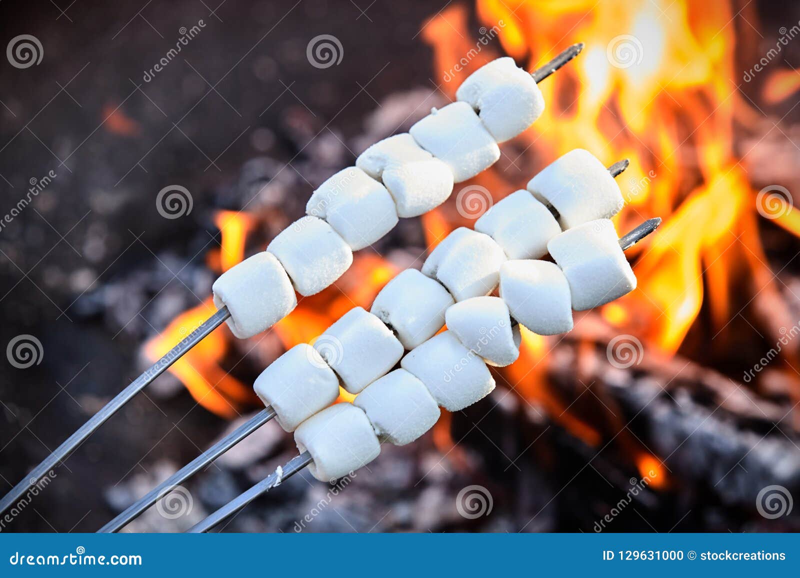 Fresh Marshmallows on Skewers for Roasting Stock Photo Image of sugar