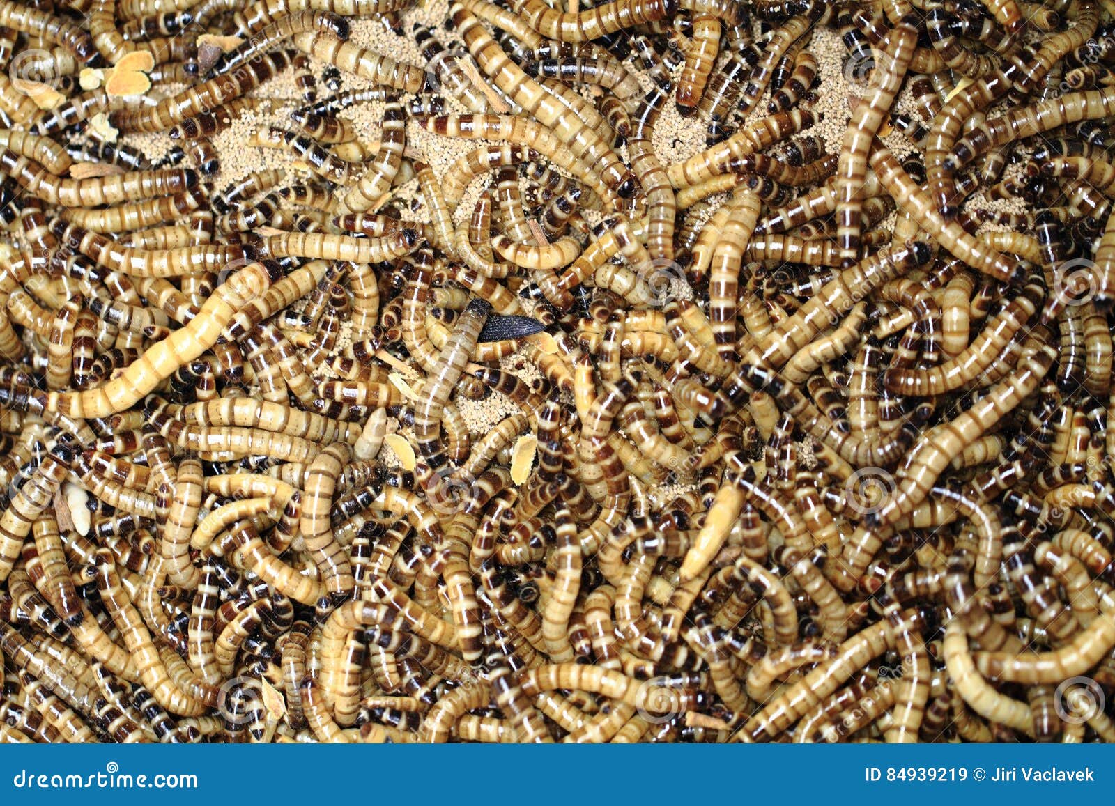 Fresh Mealworms Food for Animals Stock Image Image of beetle