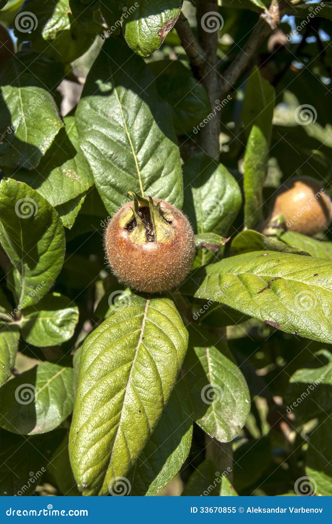 Fresh medlar fruit stock image. Image of garden, freshness 33670855