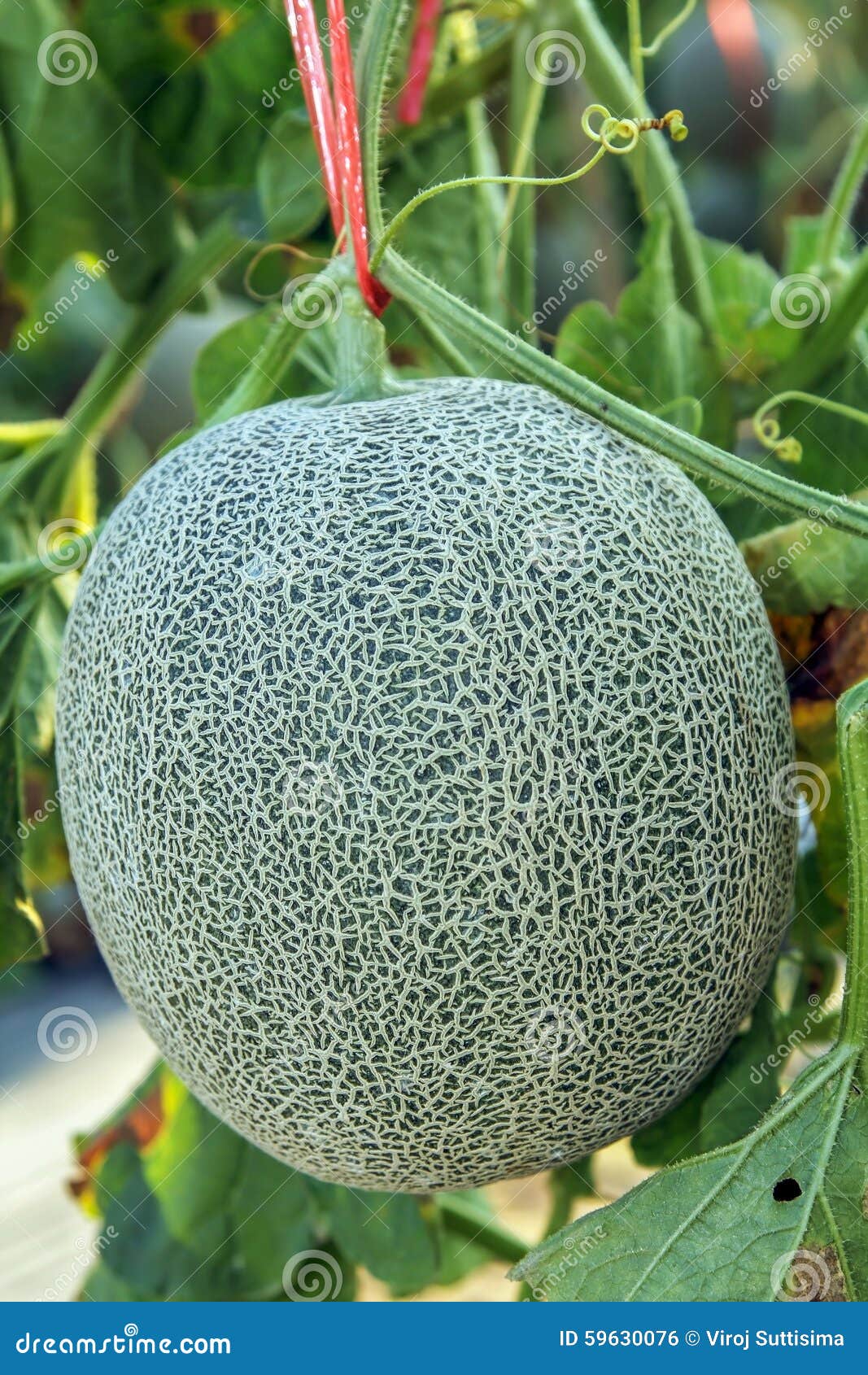 Fresh Melon or Cantaloupe Fruit on Tree Stock Photo Image of mush