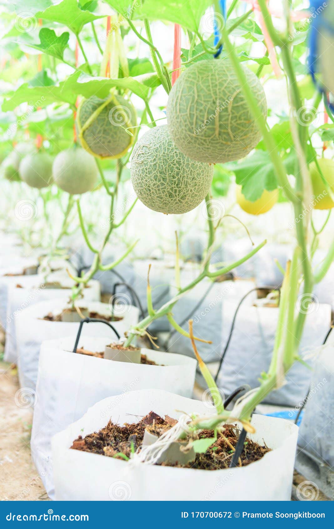 Fresh Melon Flower in Garden Stock Photo Image of healthy, natural
