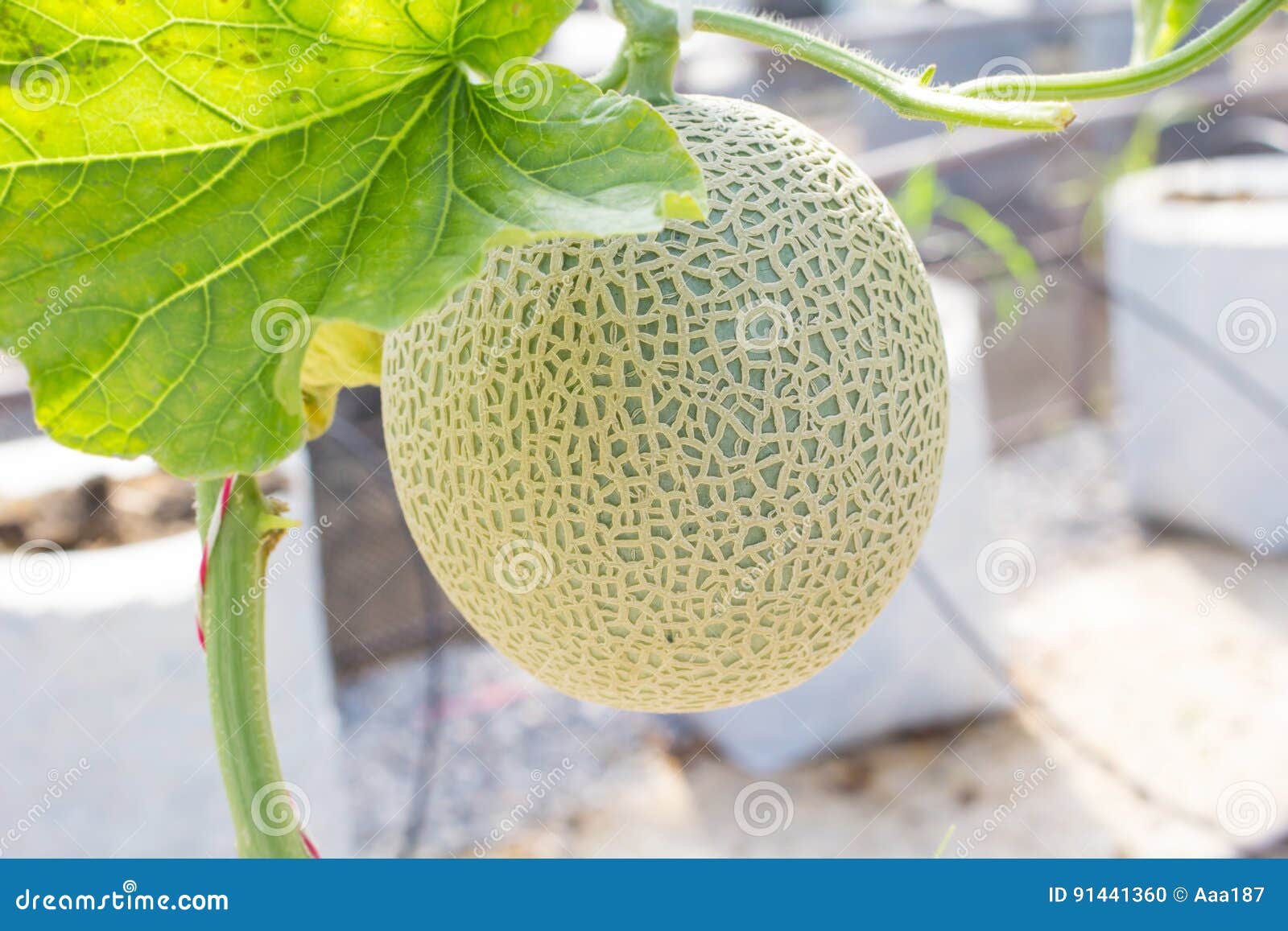 Fresh melon fruit stock photo. Image of juicy, shape 91441360