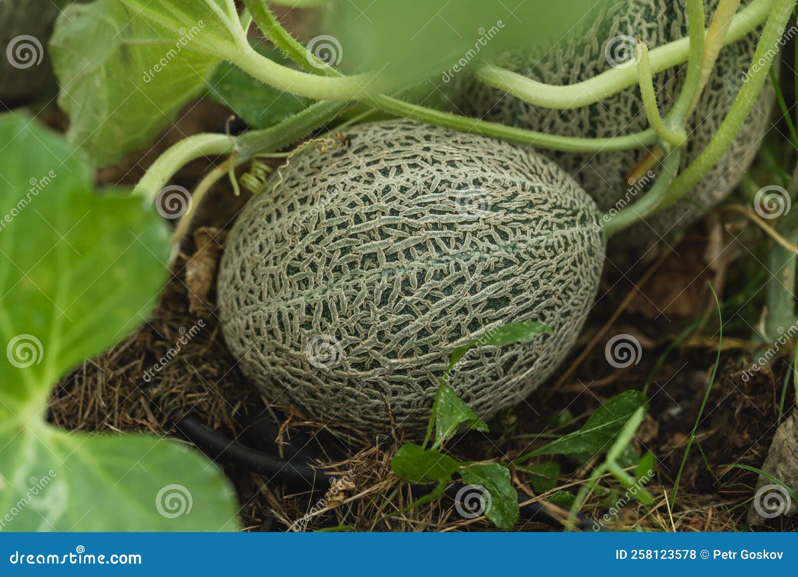 Fresh melons plants stock photo. Image of summer, field 258123578