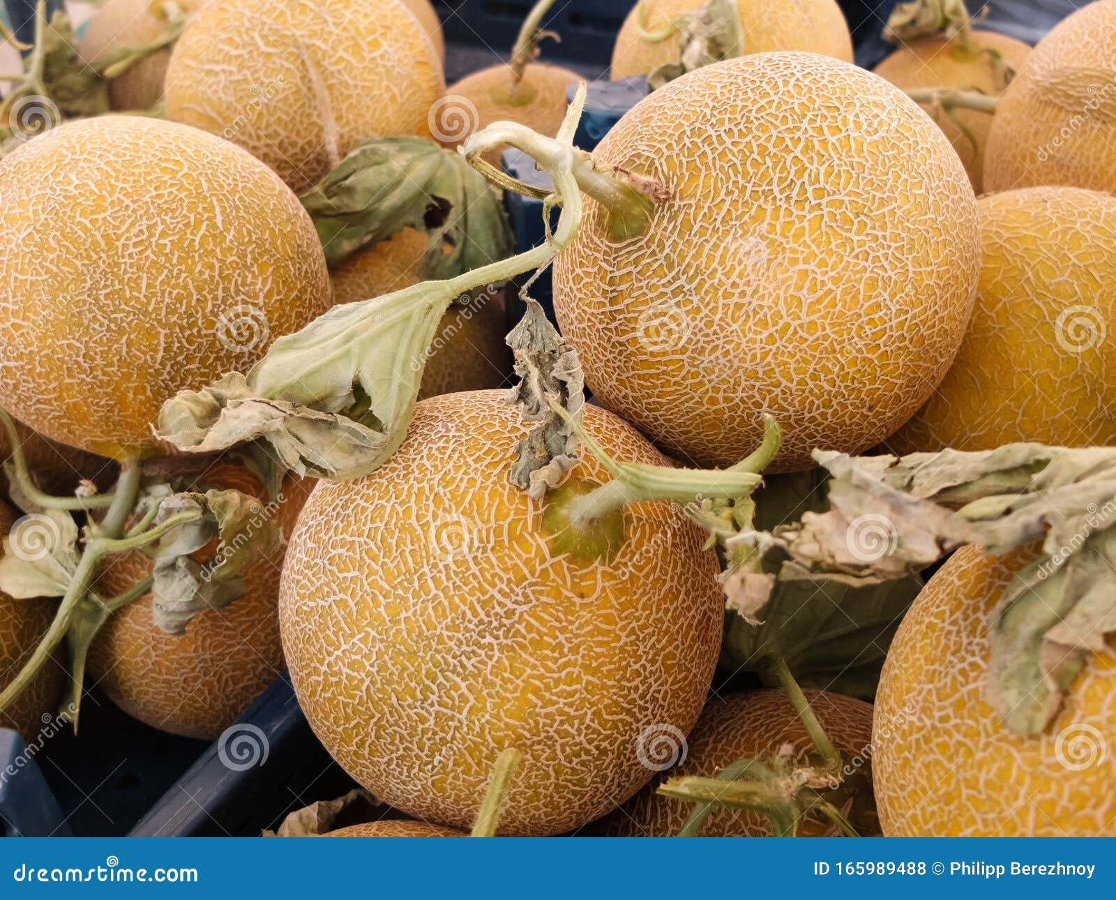 Fresh Melons with Sprouts on the Market Stock Photo Image of diet