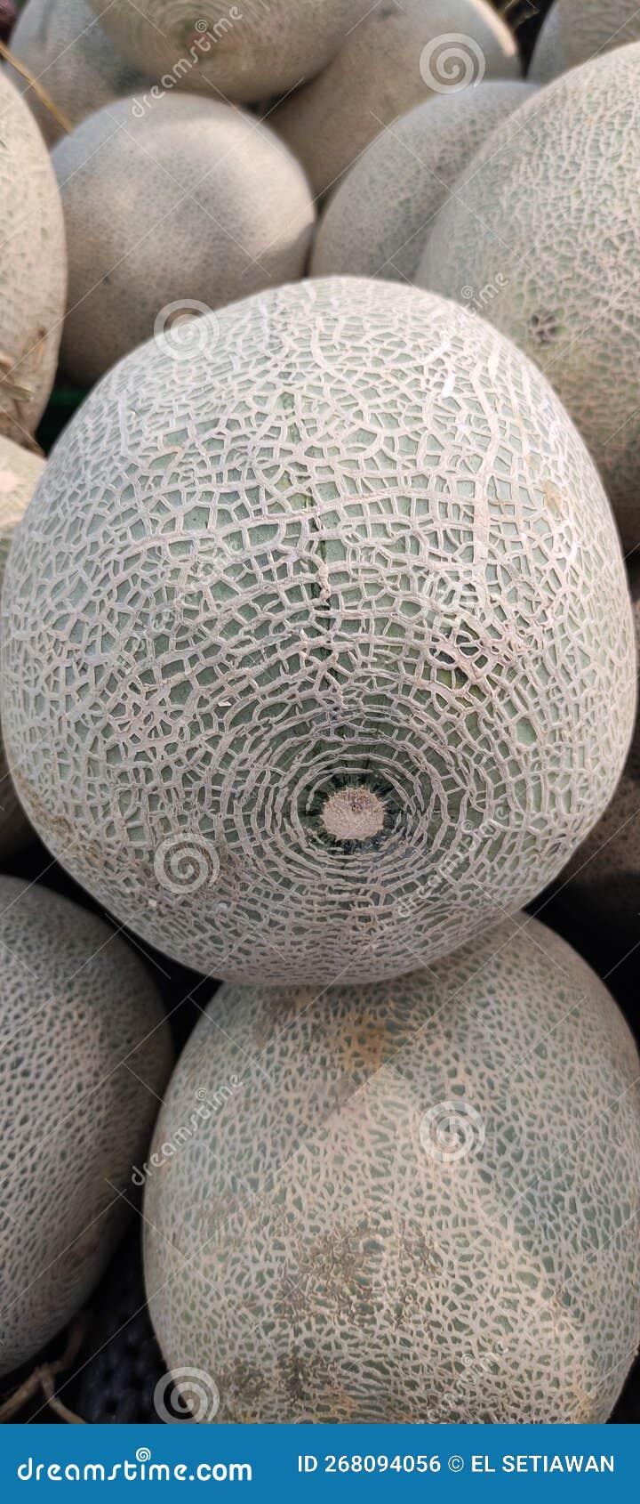 Fresh Melons in the Traditional Market Stock Photo Image of fruit