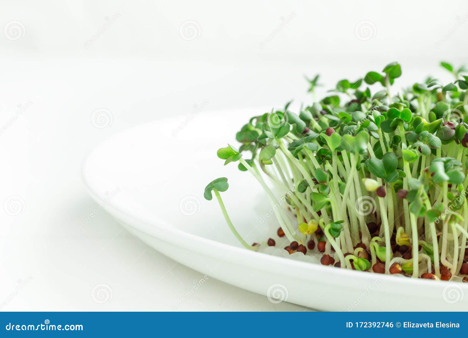 fresh micro greens closeup. microgreen mustard sprouts on plate. microgreens growing