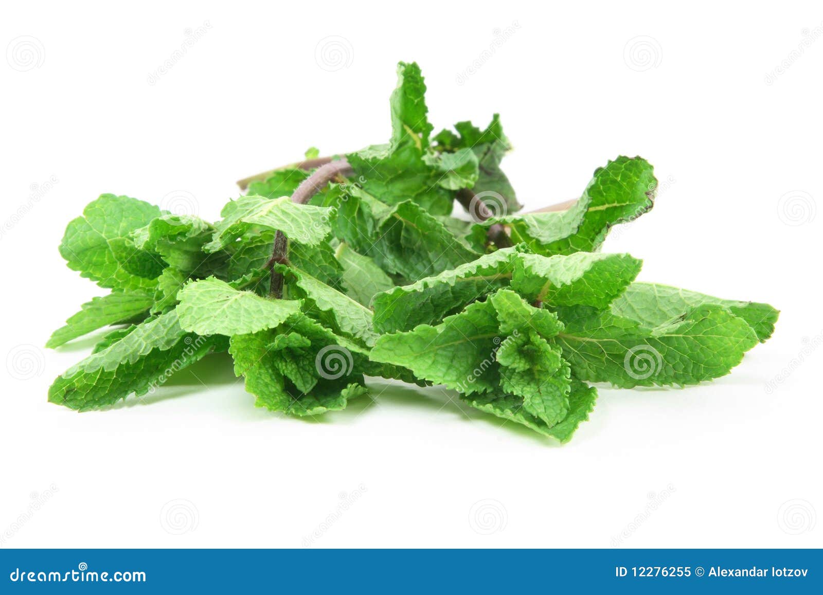 Fresh Mint. stock image. Image of leaves, ingredient 12276255