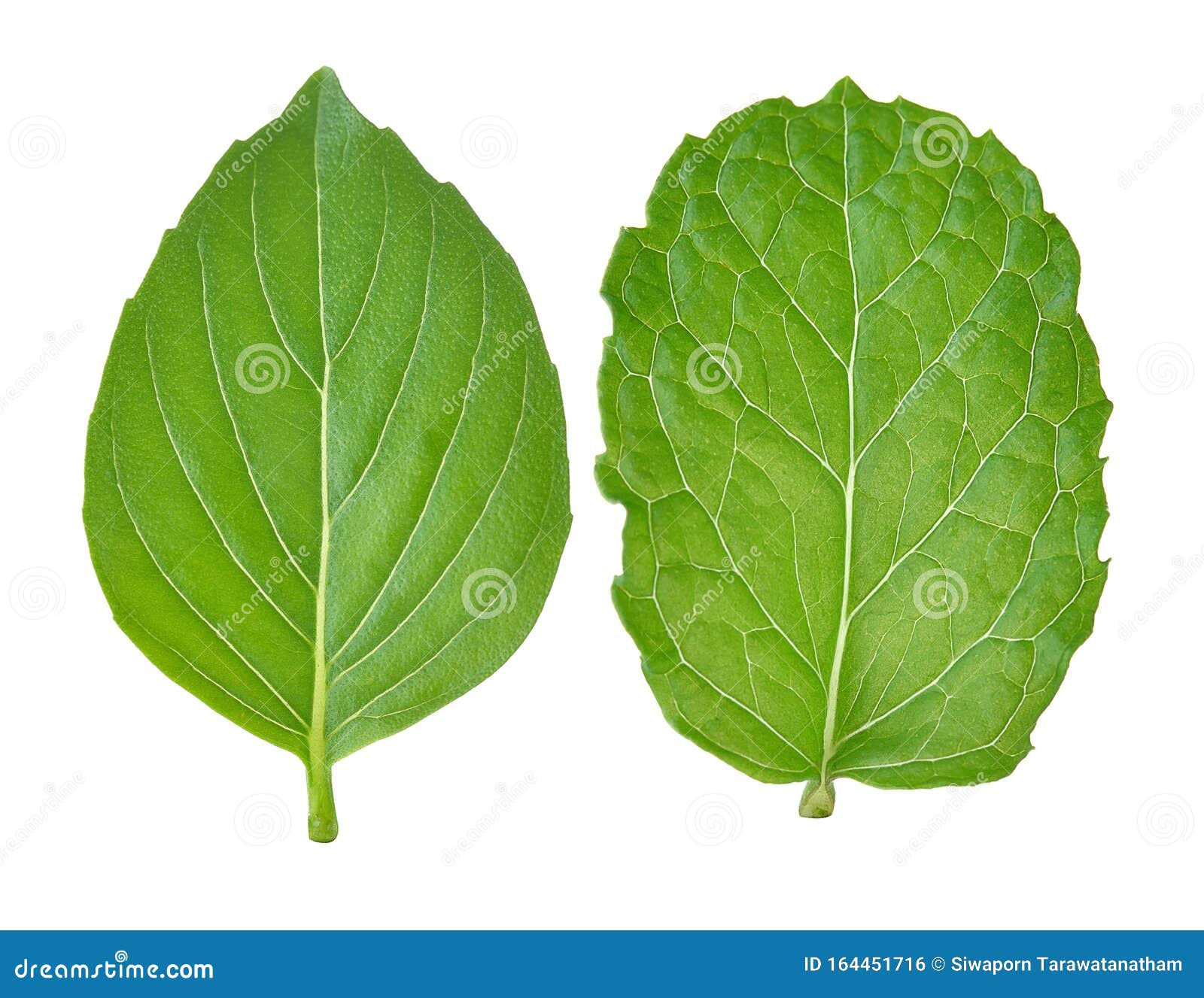 Fresh Mint and Basil Leaves on White Background Stock Photo Image of