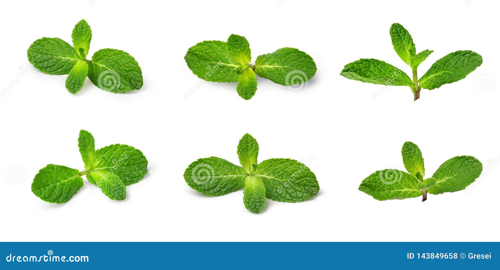 Fresh mint stock photo. Image of leaf, mint, garden 143849658