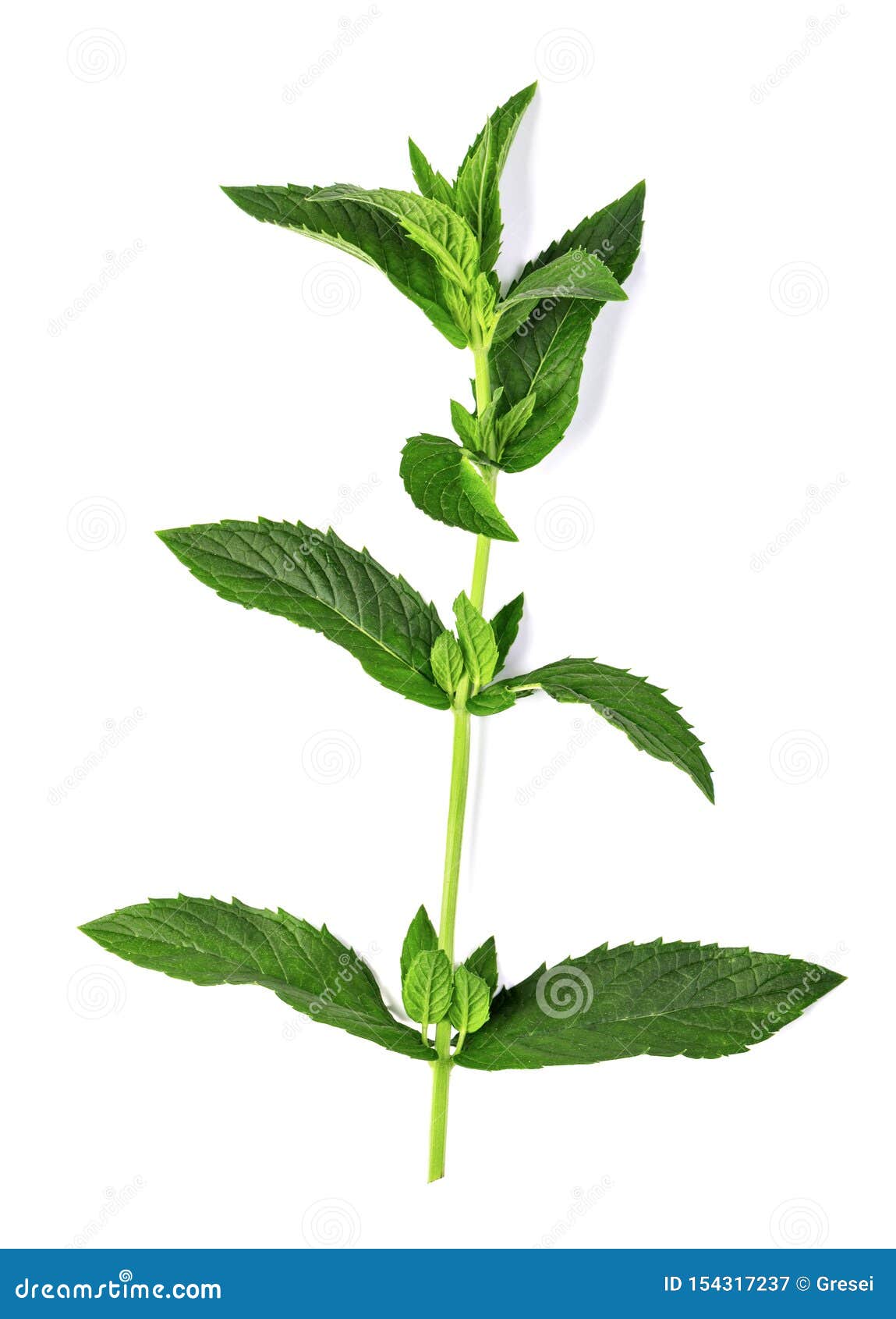 Fresh mint stock image. Image of white, gardening, menthol 154317237