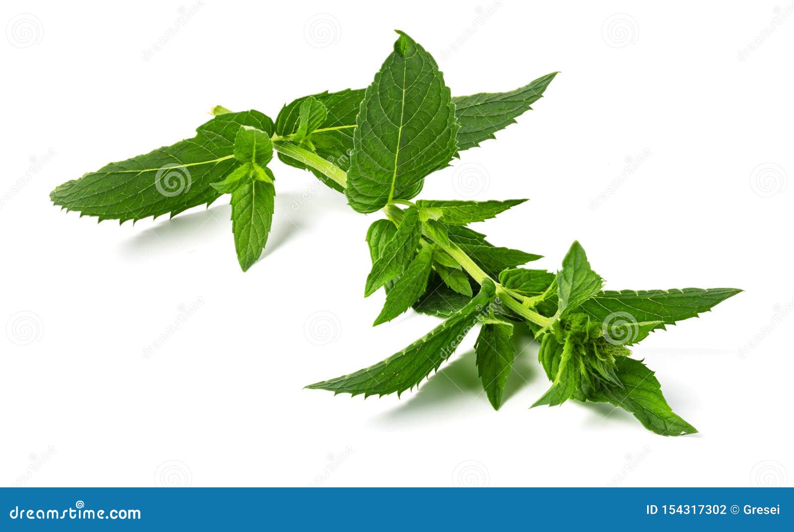 Fresh mint stock photo. Image of mint, isolated, peppermint 154317302