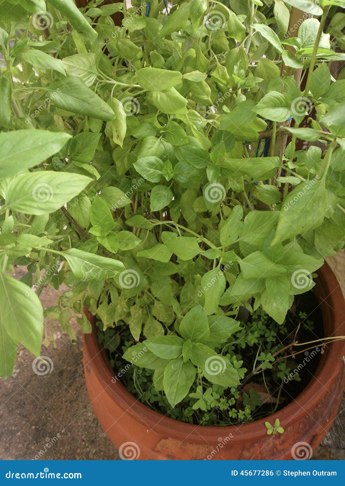 Fresh Mint Crete Greece stock photo. Image of crete, plant 45677286