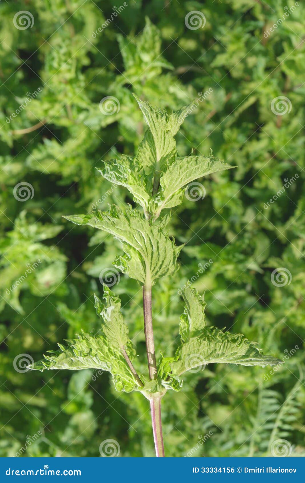 Fresh mint stock photo. Image of green, macro, leaf, plant 33334156