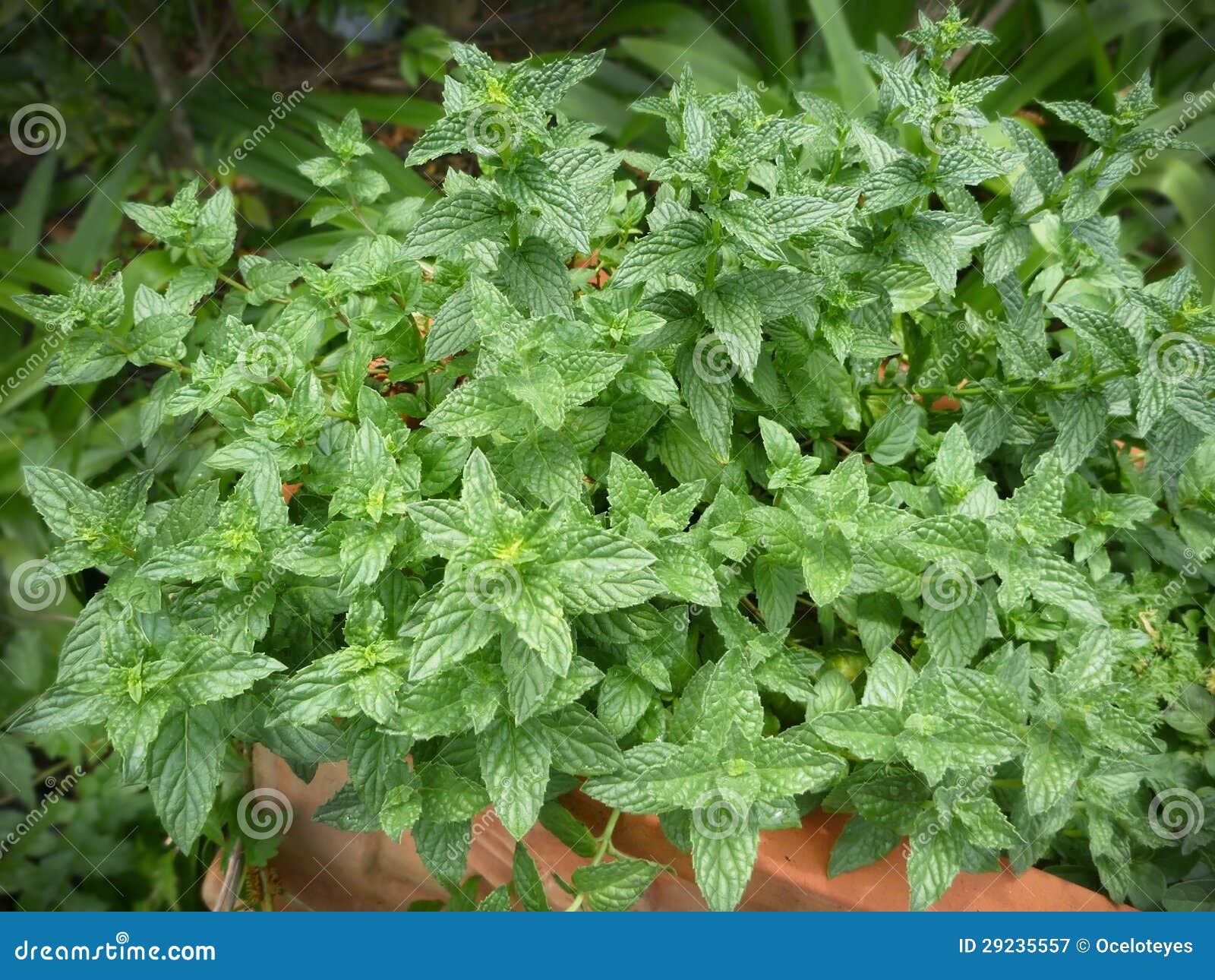 Fresh Mint Growing in Terracotta Pot Stock Image Image of healthy