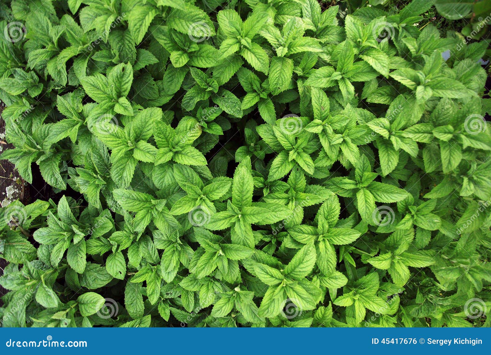 Fresh Mint Herb Texture Grass Stock Photo Image of gardening, close