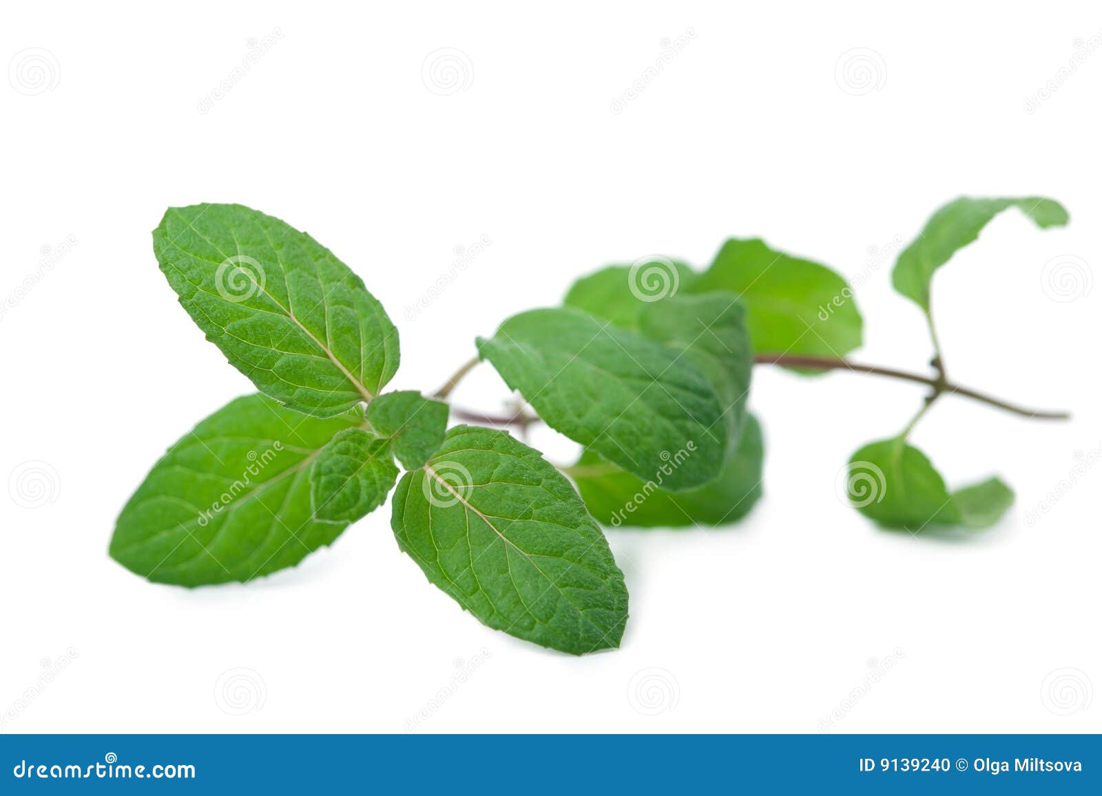 Fresh mint leaf isolated stock photo. Image of pepper 9139240