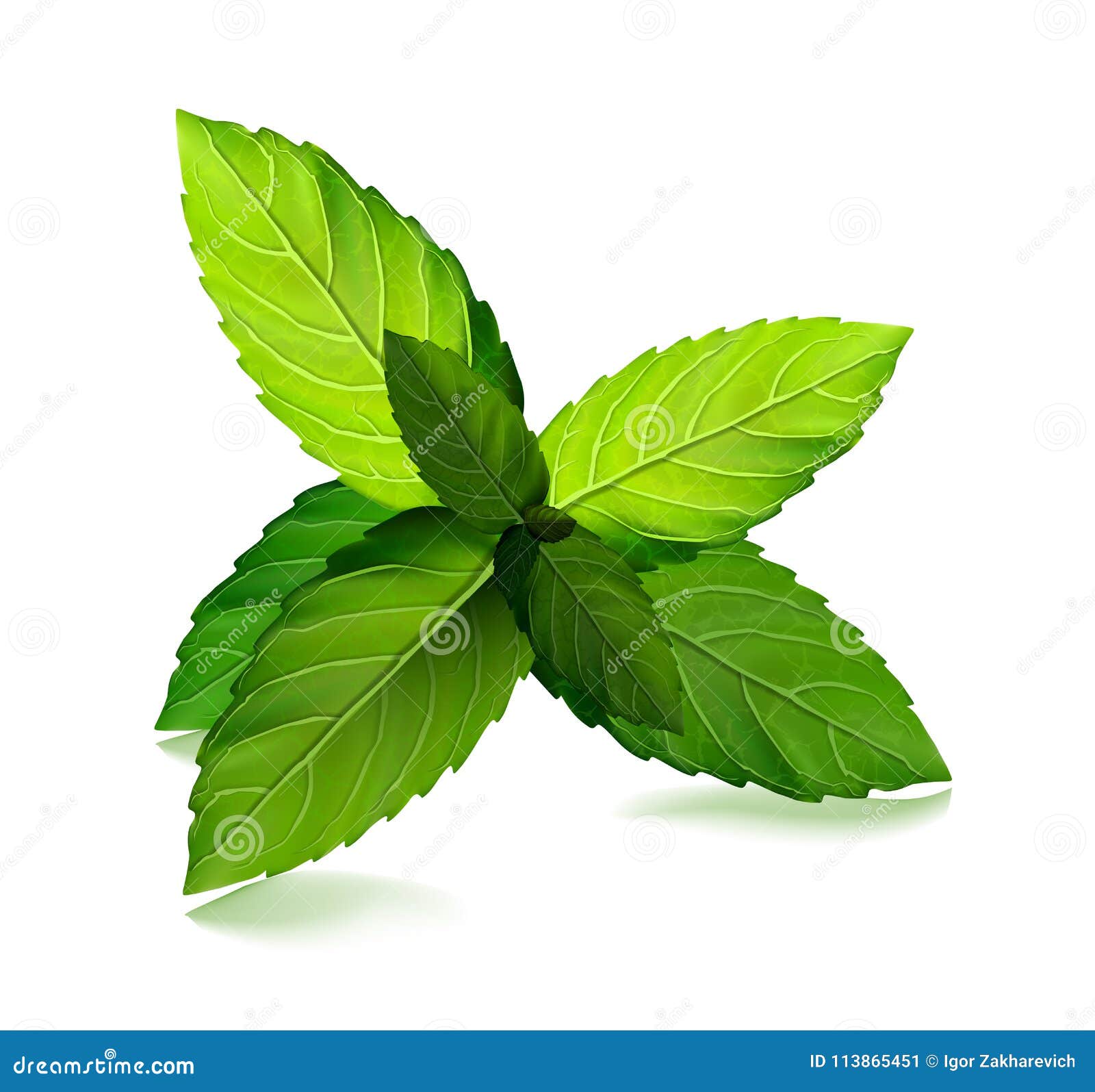fresh mint leaf.  menthol healthy aroma. herbal nature plant