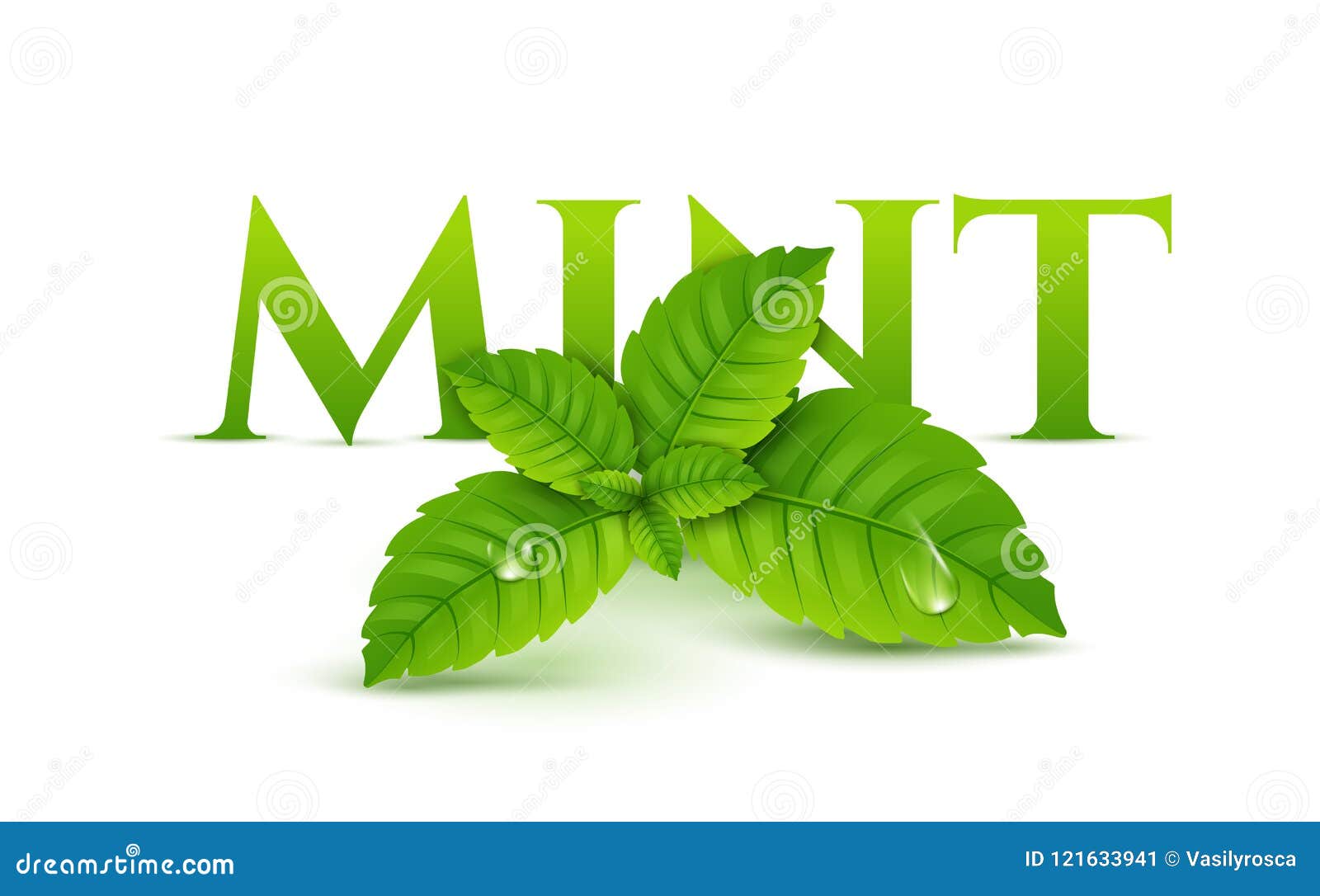 3,700+ Spearmint Stock Illustrations, Royalty-Free Vector Graphics