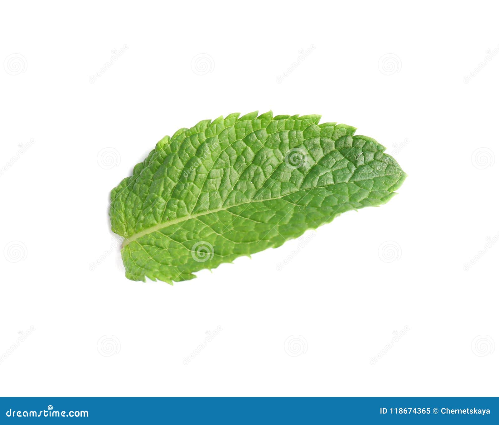 Fresh Mint Leaf on White Background Stock Image Image of peppermint