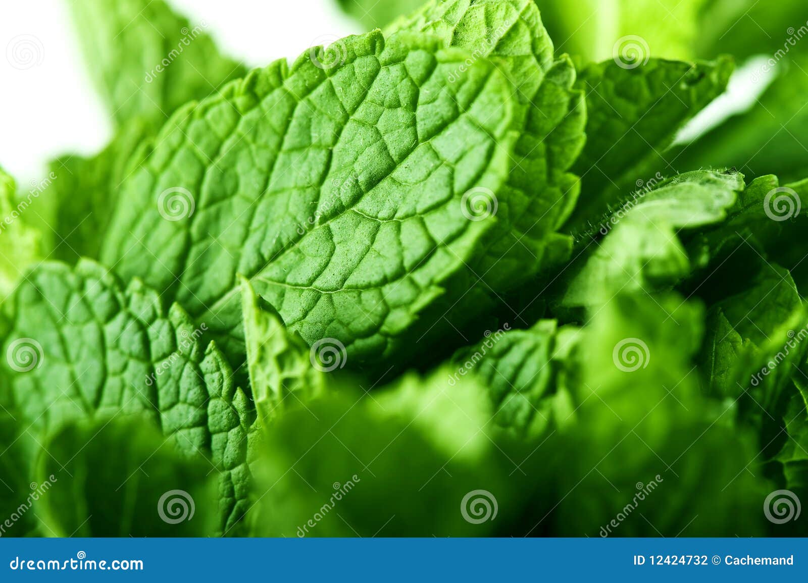 Fresh mint leaves stock photo. Image of plant, cook, leaf 12424732