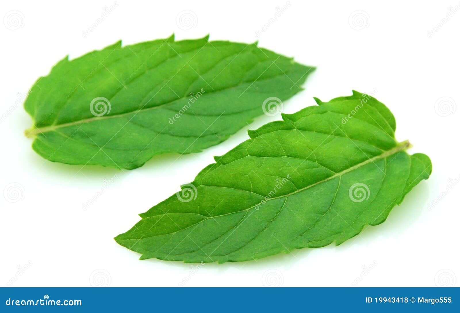 Fresh mint leaves stock photo. Image of macro, medicine 19943418