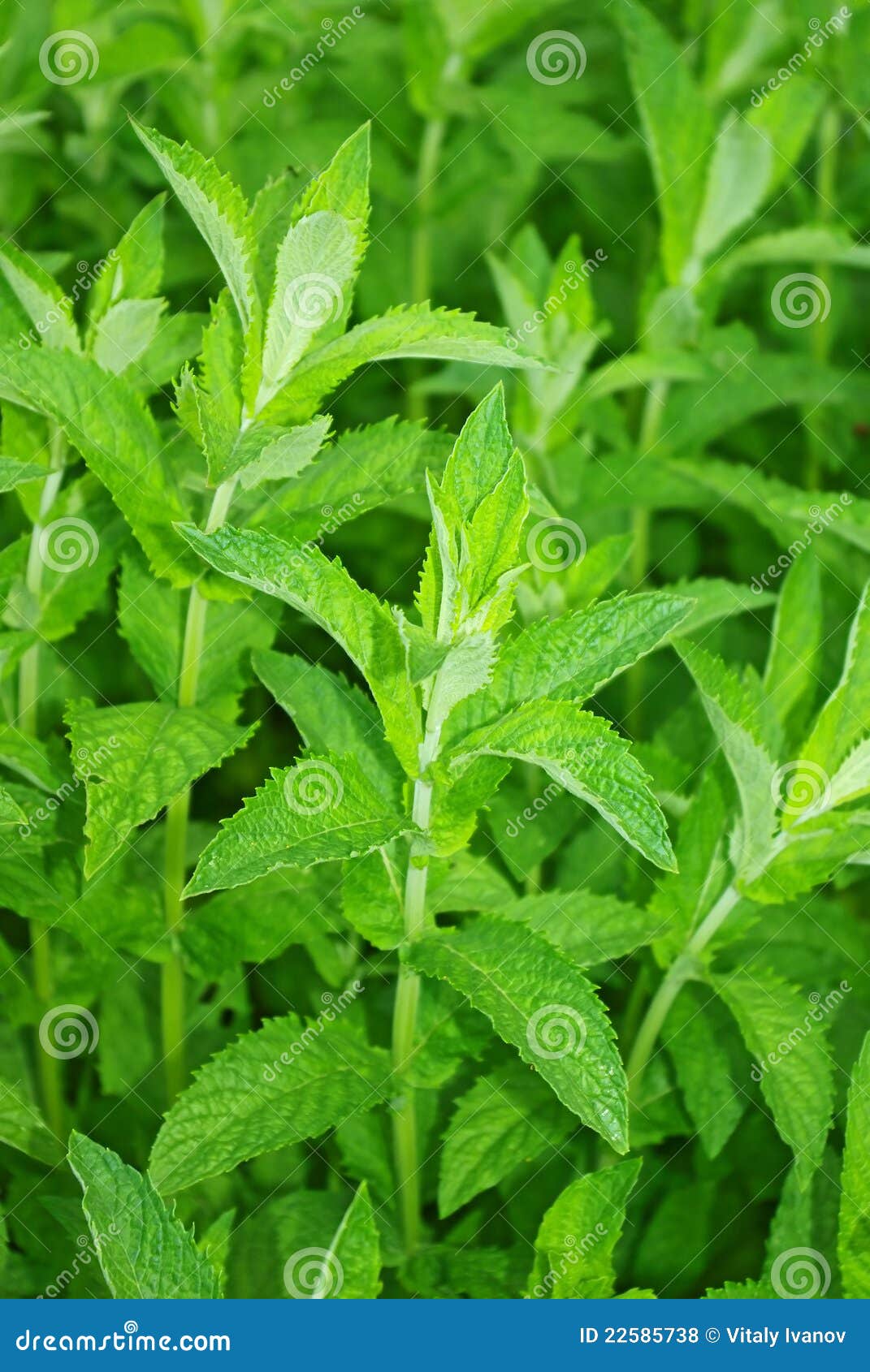 Fresh mint leaves stock photo. Image of food, aromatic 22585738