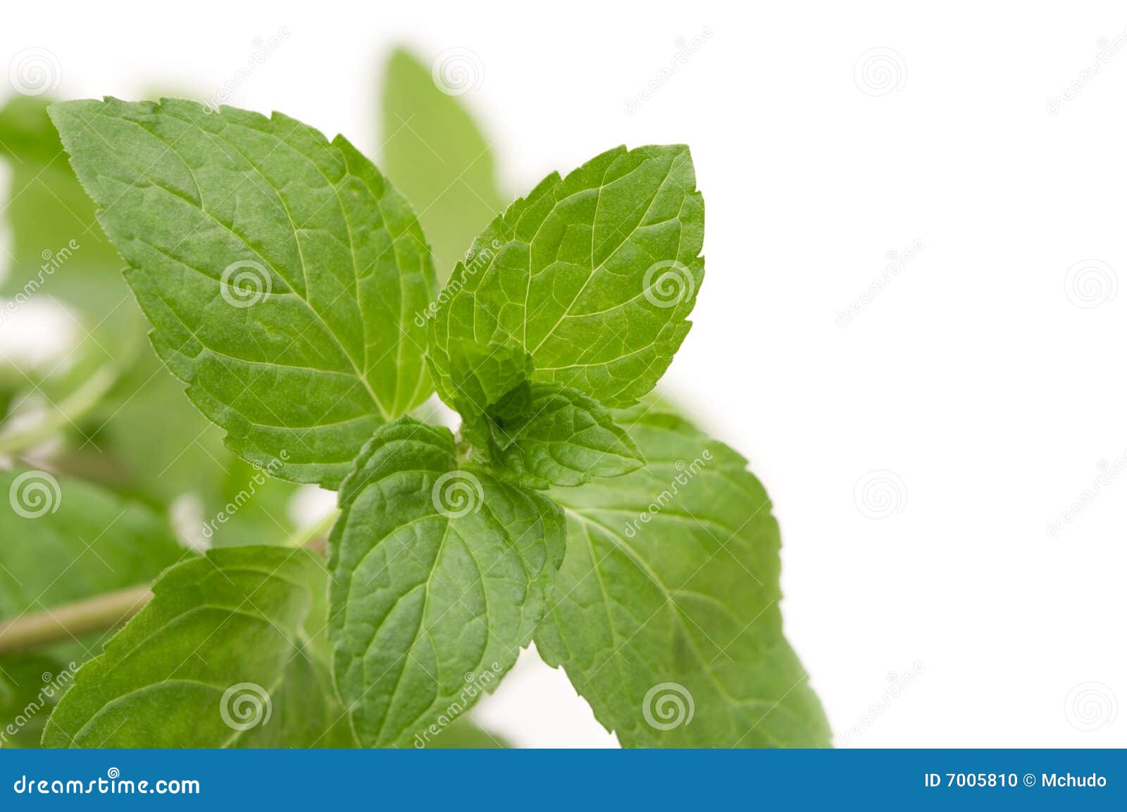 Fresh mint leaves stock photo. Image of organic, leaf 7005810