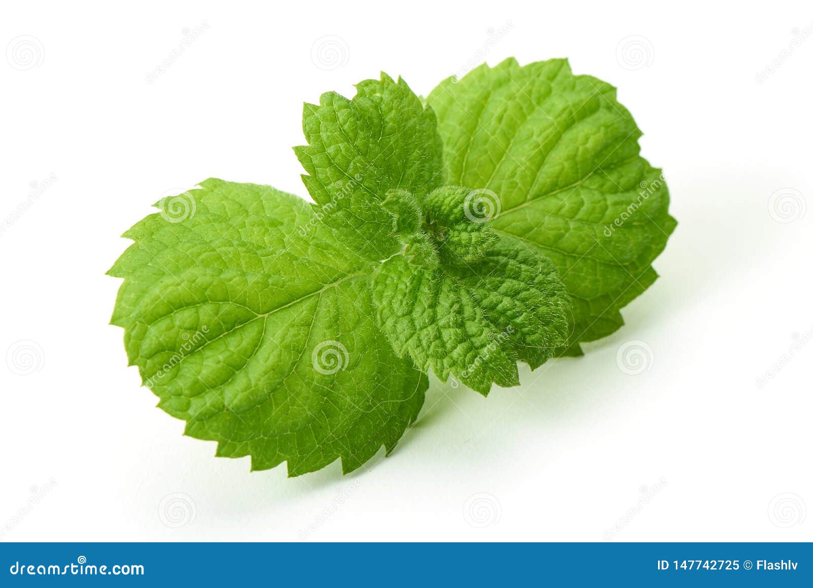 Fresh Mint Leaves, Closeup, Isolated on White Background Stock Image