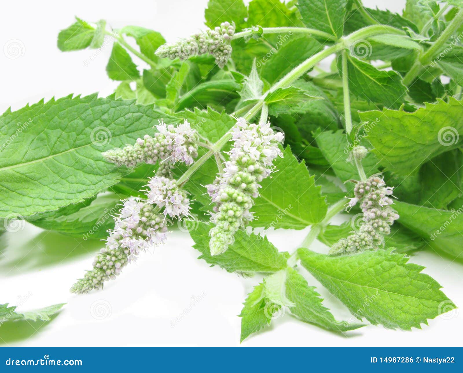 Fresh Mint Leaves with Flowers Stock Photo Image of mint, crop 14987286