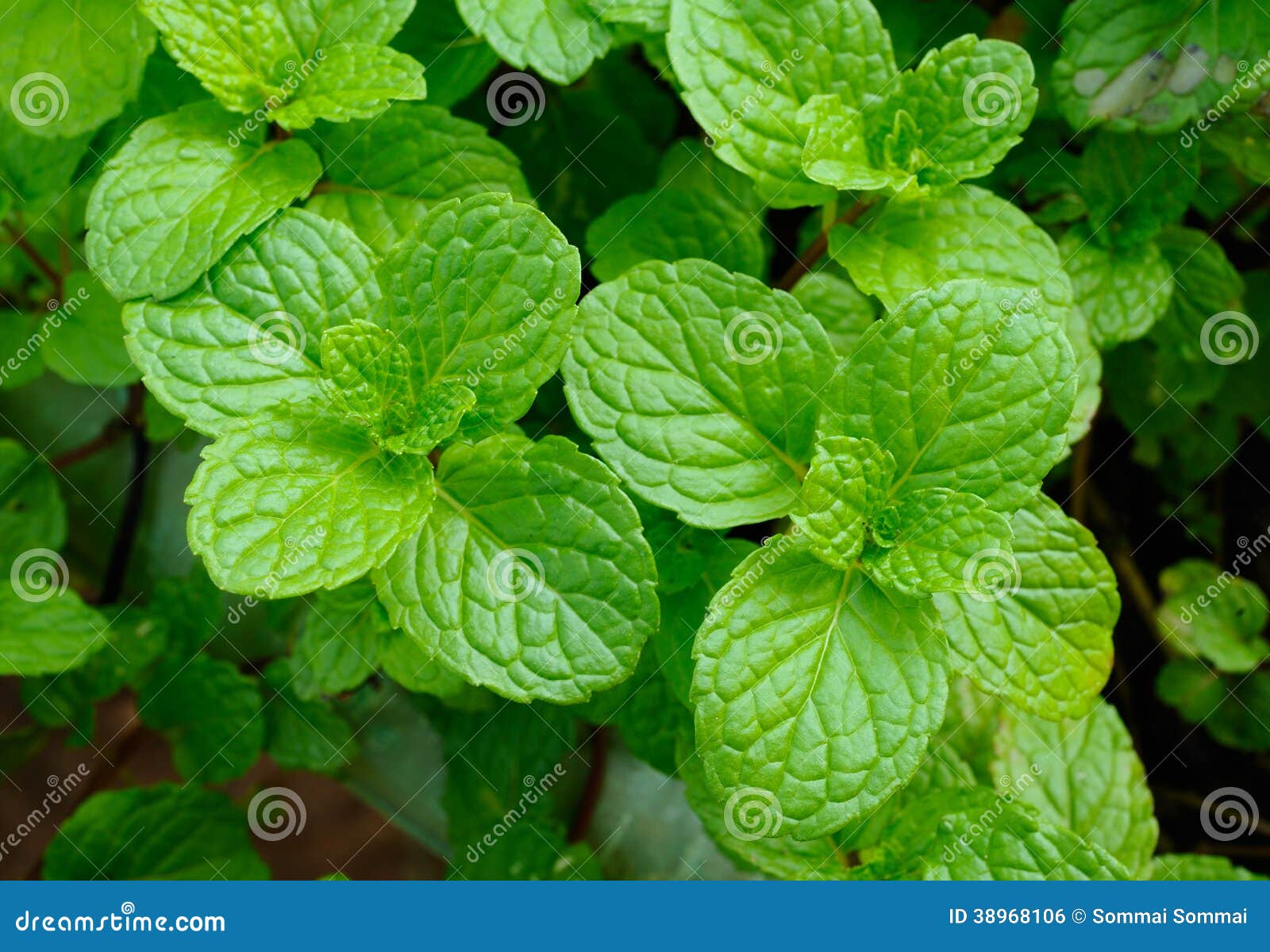 Fresh Mint Leaves Herb in Garden Stock Photo Image of mint, organic